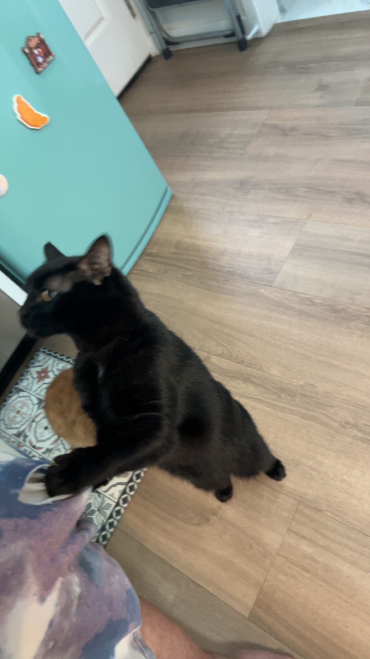 Support Trae's Beloved Cats in Their Time of Need campaign photo, 2 of 7