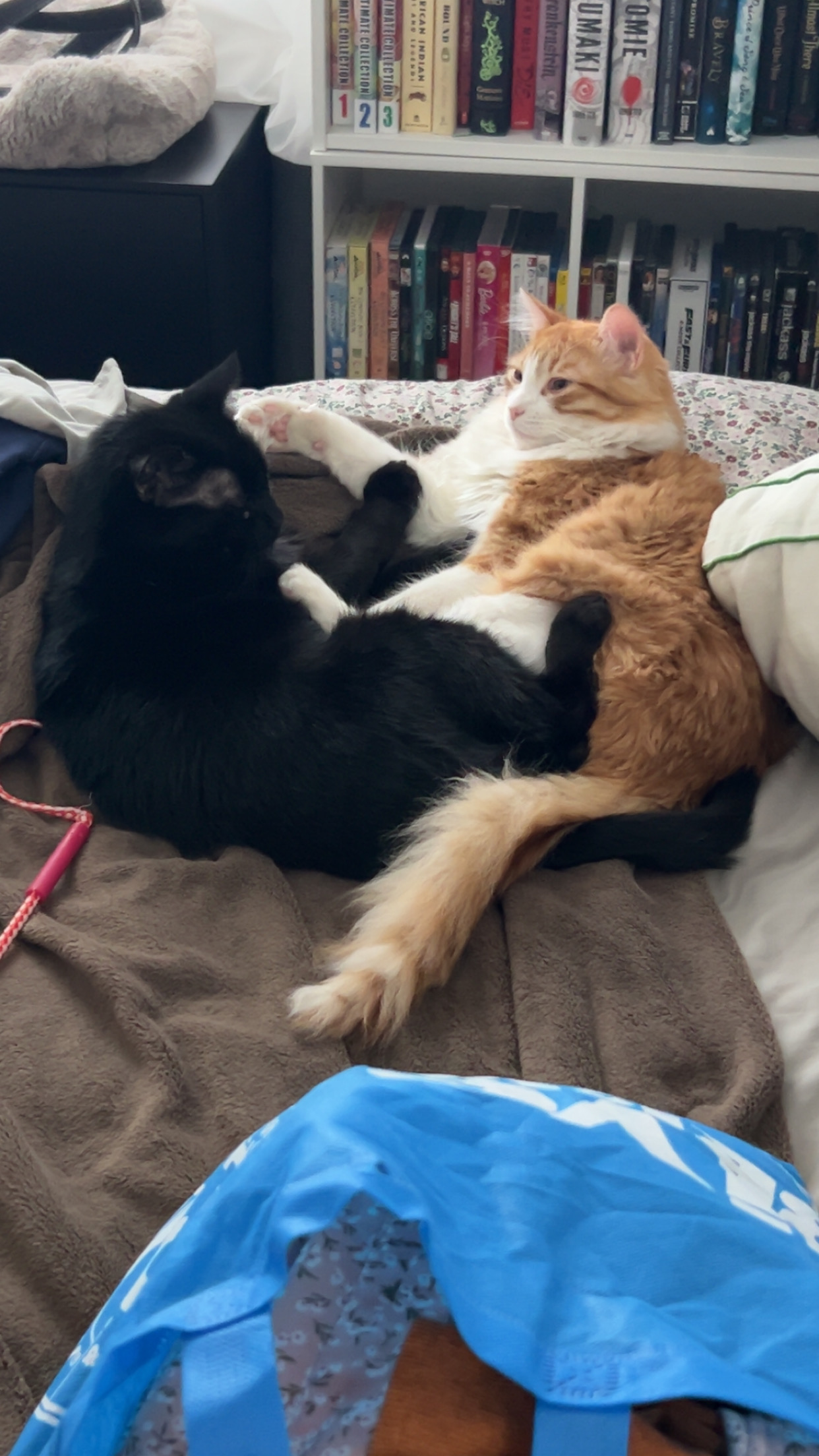 Support Trae's Beloved Cats in Their Time of Need campaign photo, 4 of 7
