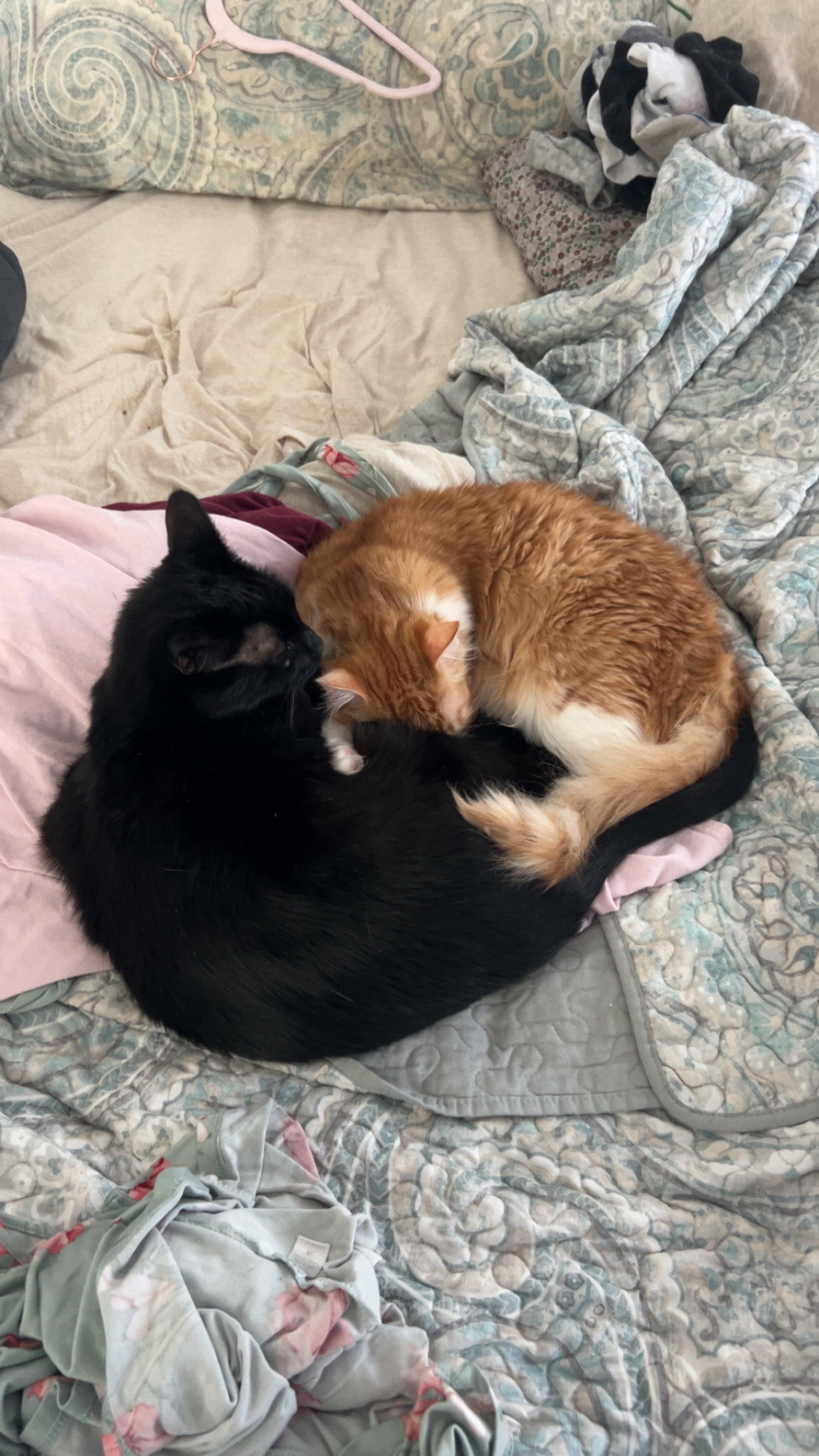 Support Trae's Beloved Cats in Their Time of Need campaign photo, 5 of 7