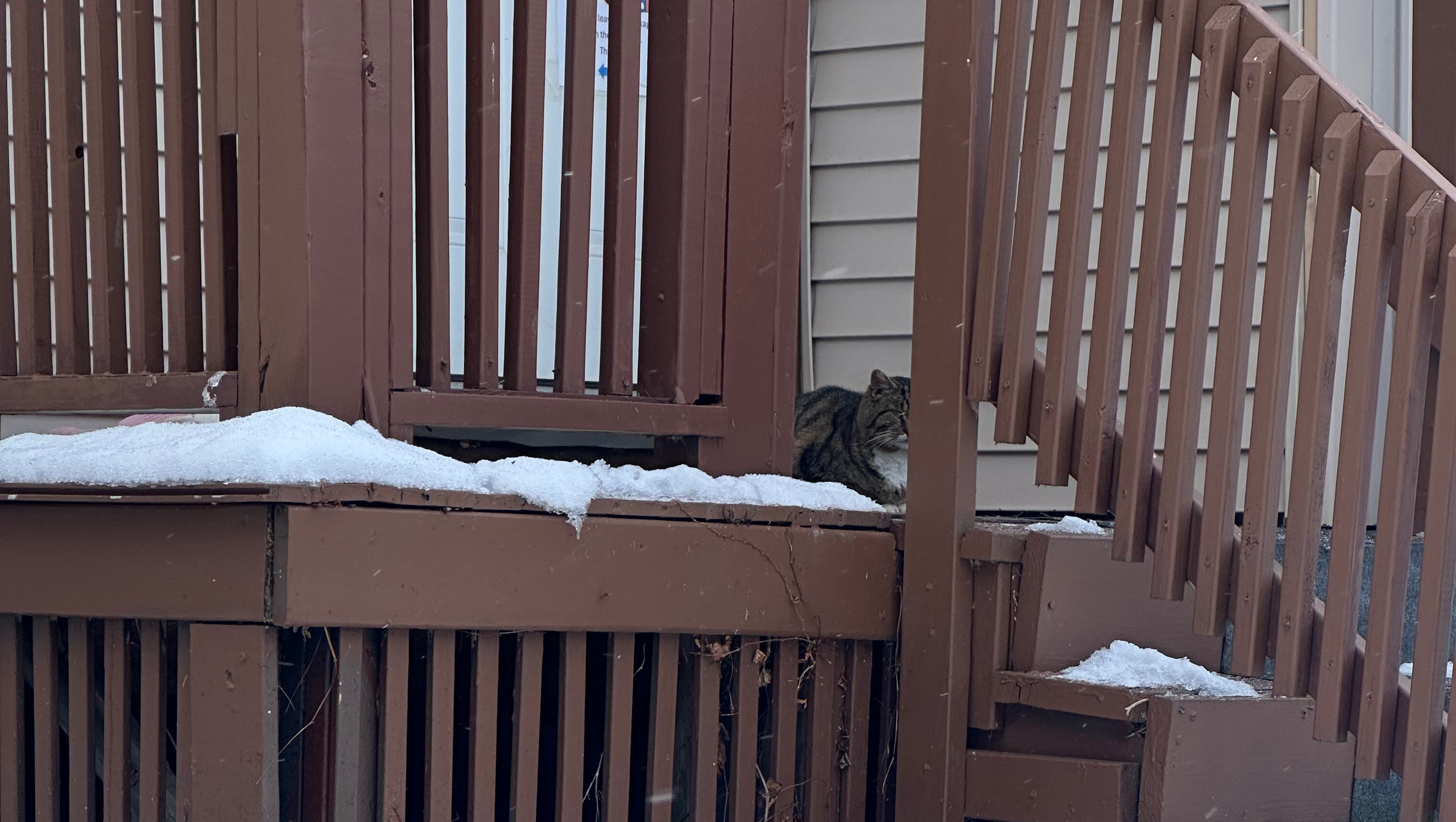 Support Jade's Mission for Stray Cats photo