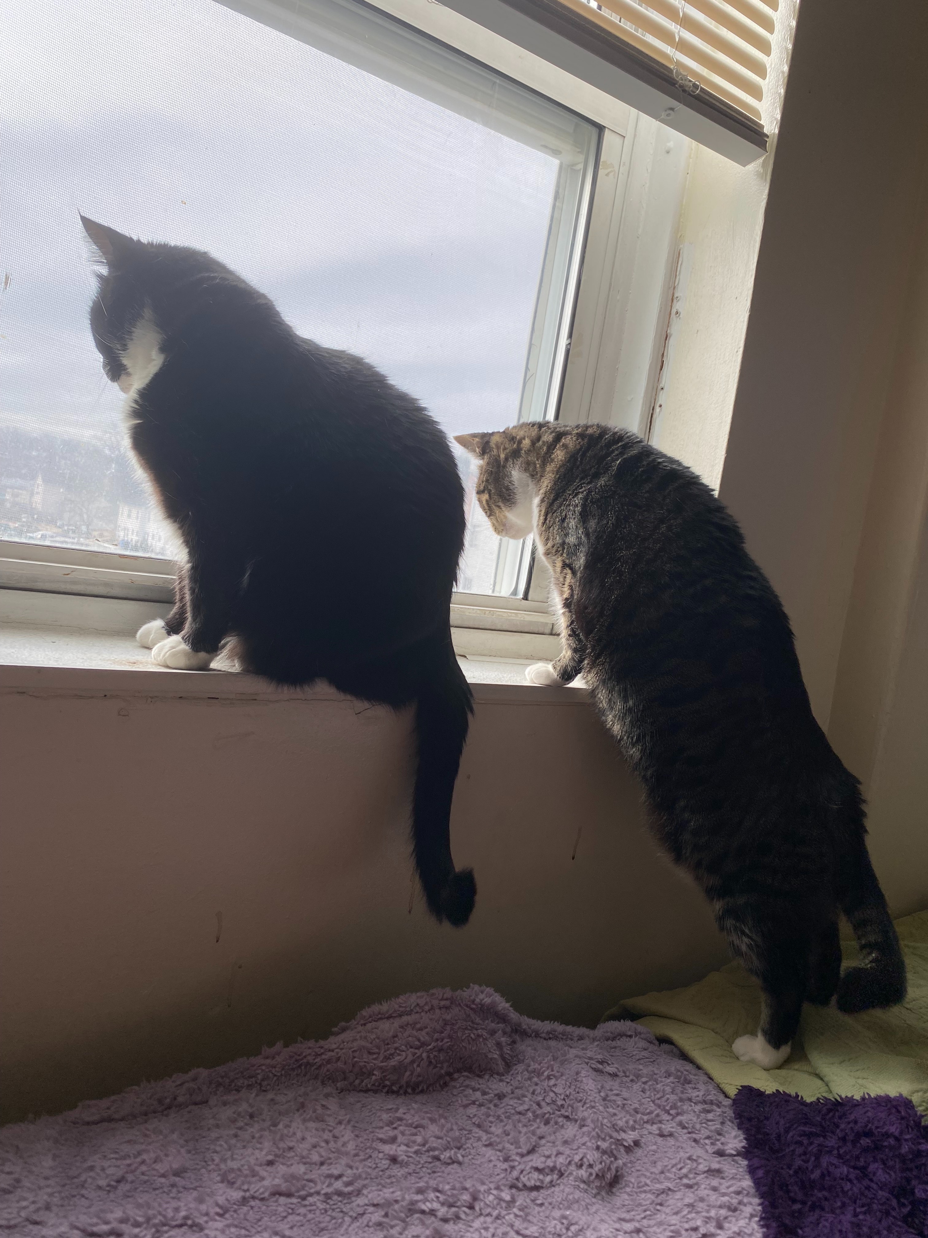 Help Us and Our Cats Recover After a Total Loss Fire campaign photo, 5 of 8