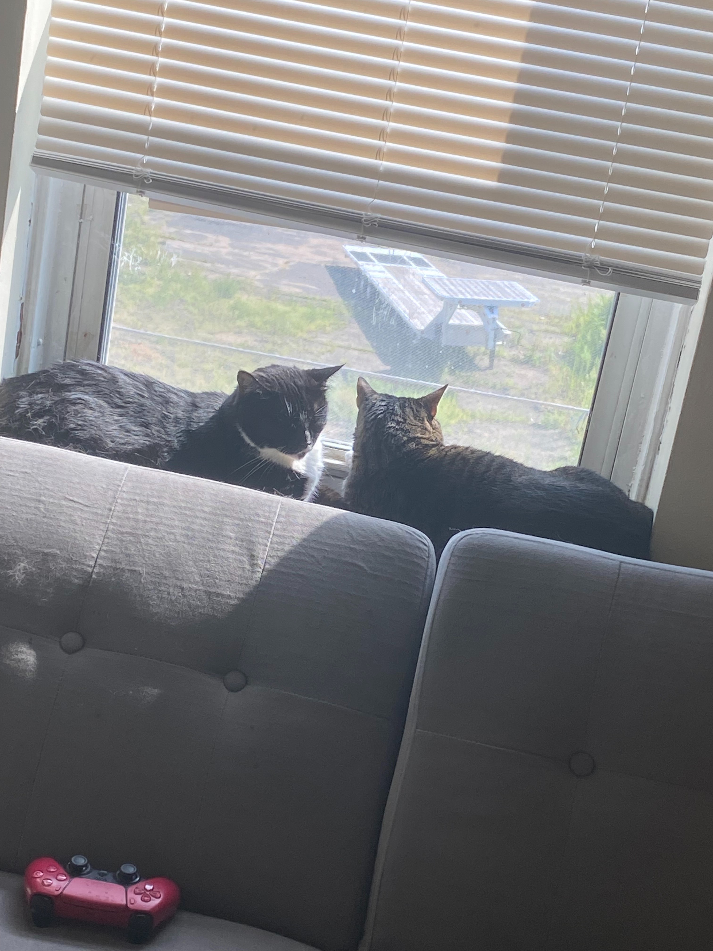 Help Us and Our Cats Recover After a Total Loss Fire campaign photo, 6 of 8