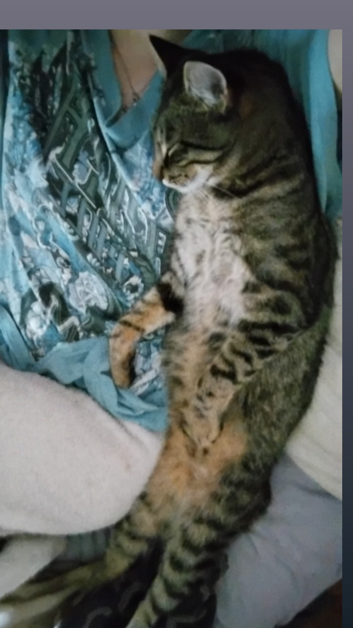 Help Stubby Get Life-Saving Surgery campaign photo, 6 of 6