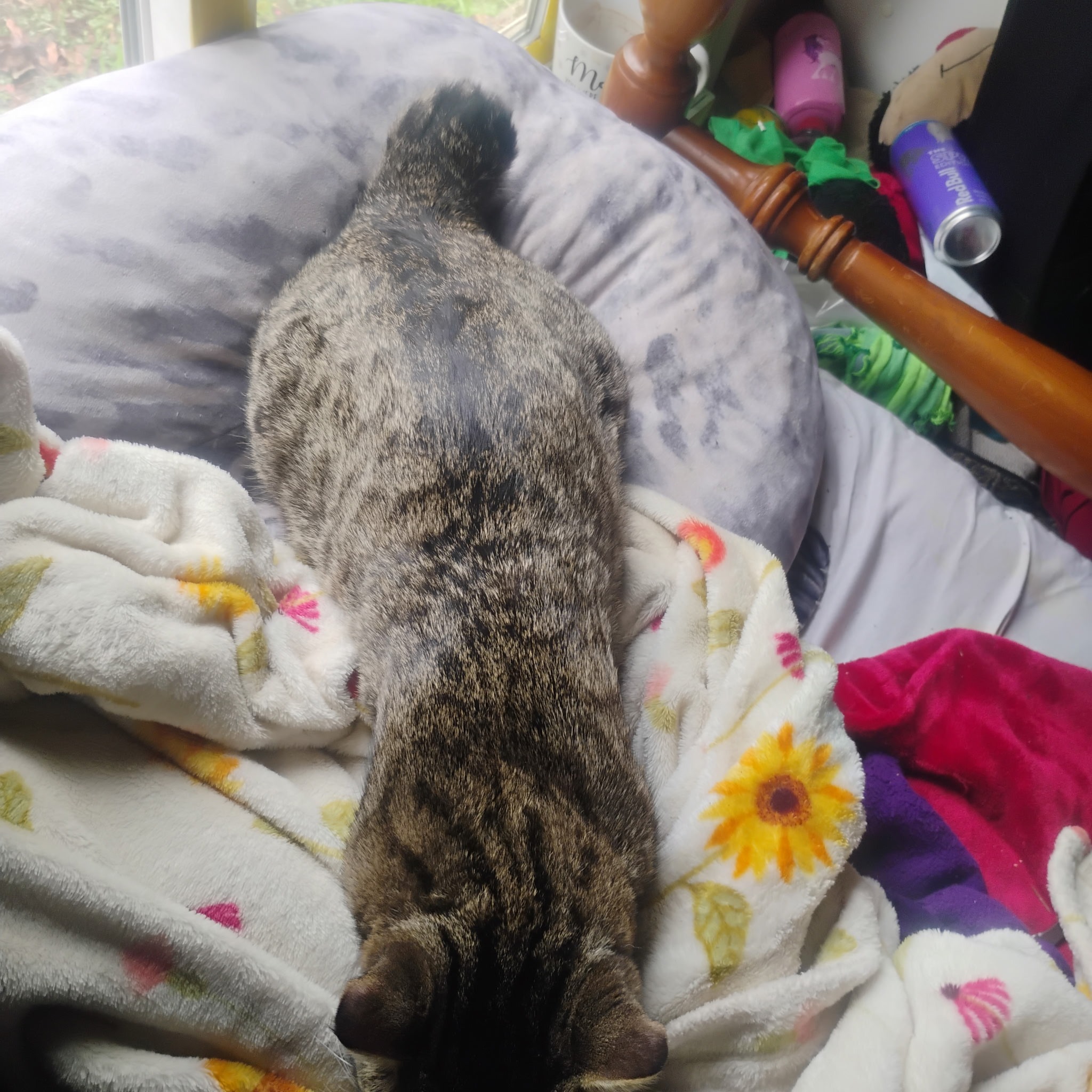 Help Stubby Get Life-Saving Surgery campaign photo, 4 of 6