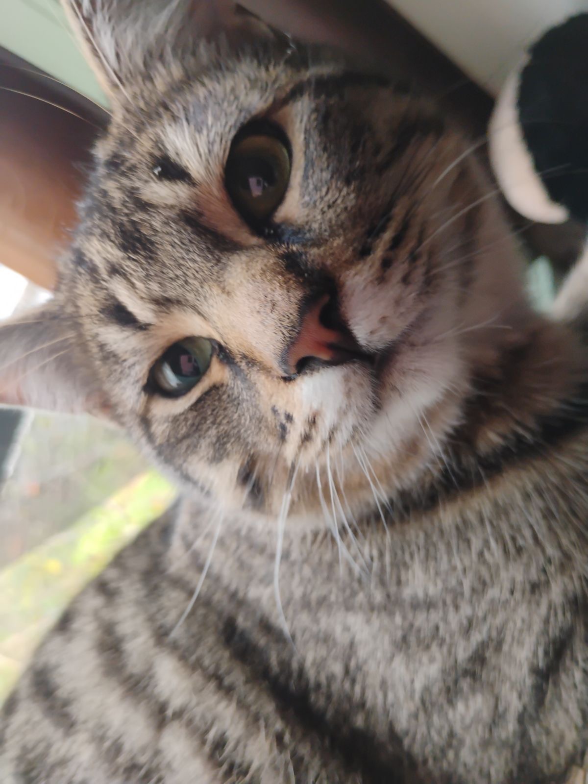 Help Stubby Get Life-Saving Surgery campaign photo, 2 of 6