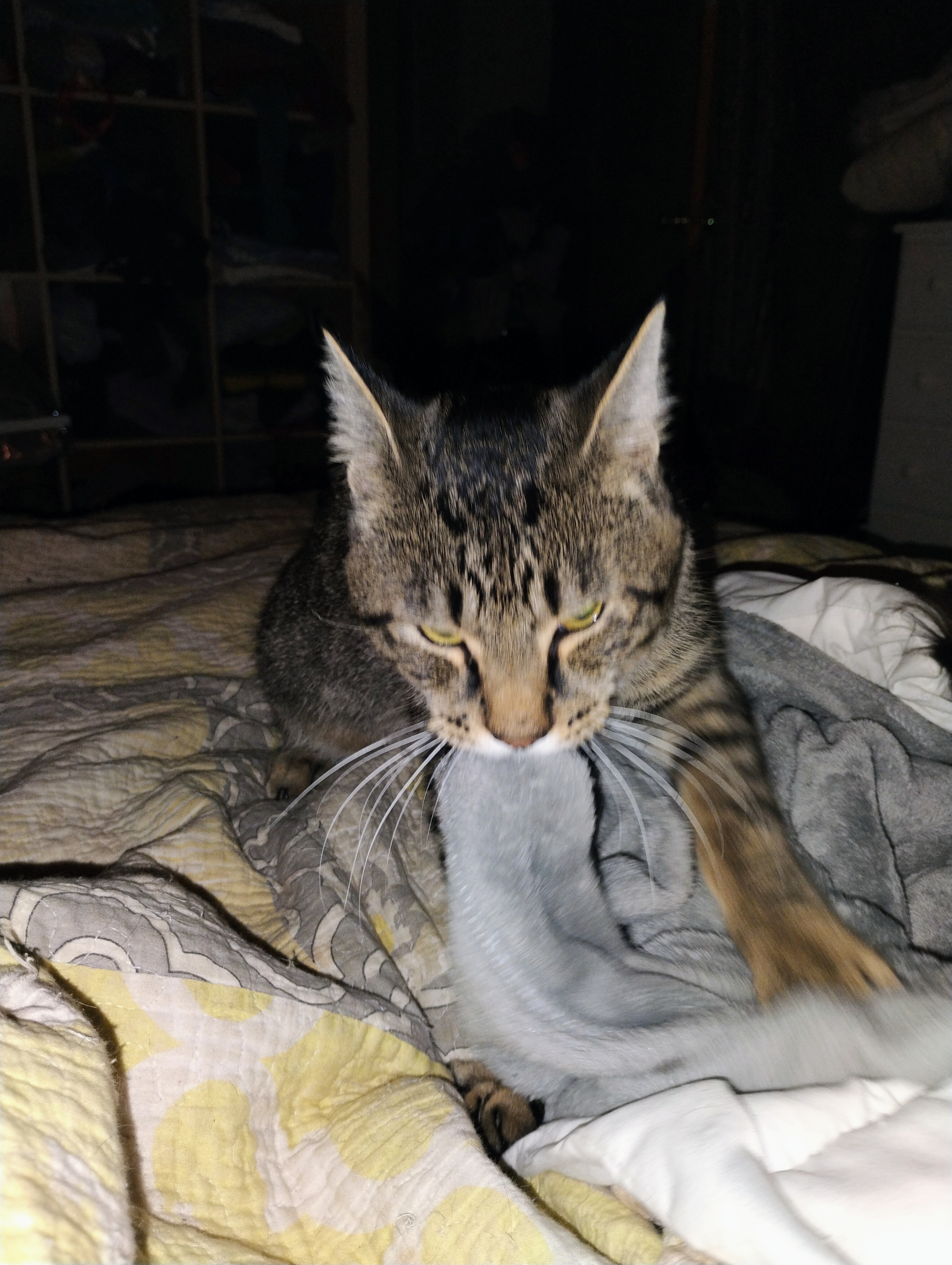 Help Stubby Get Life-Saving Surgery campaign photo, 5 of 6
