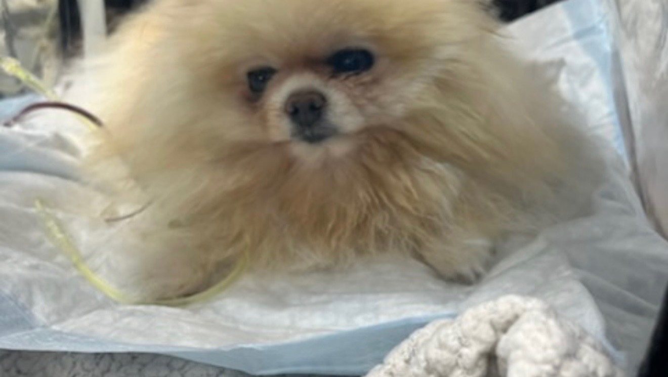 Fundraiser by Meri Oganesyan : Help Save Mimi: Emergency Care for Meri ...