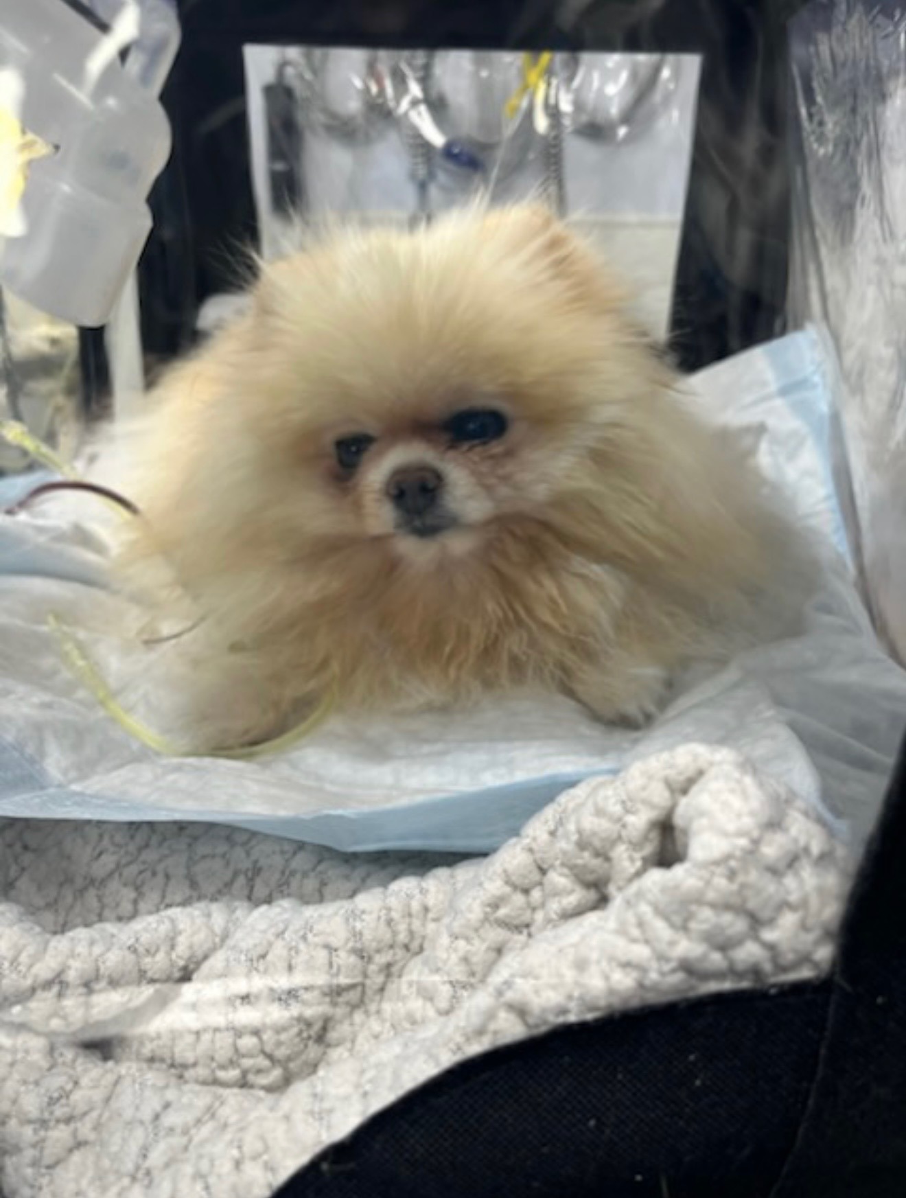 Fundraiser by Meri Oganesyan : Help Save Mimi: Emergency Care for Meri ...