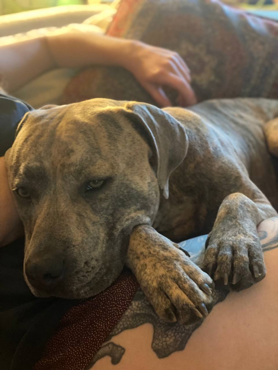 Help Ole Walk again - Urgent Leg Surgery campaign photo, 2 of 4