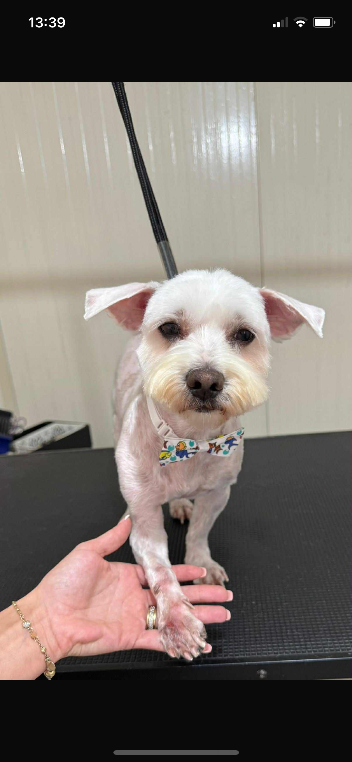Snoopy muss ein Vorderbein amputiert werden campaign photo, 5 of 5