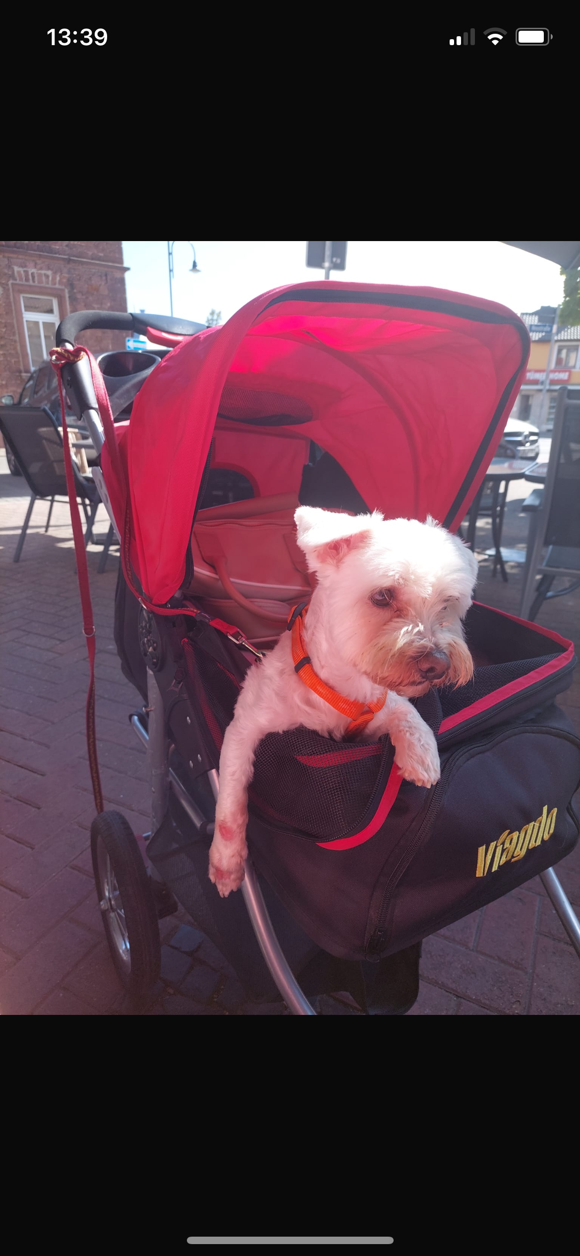 Snoopy muss ein Vorderbein amputiert werden campaign photo, 2 of 5
