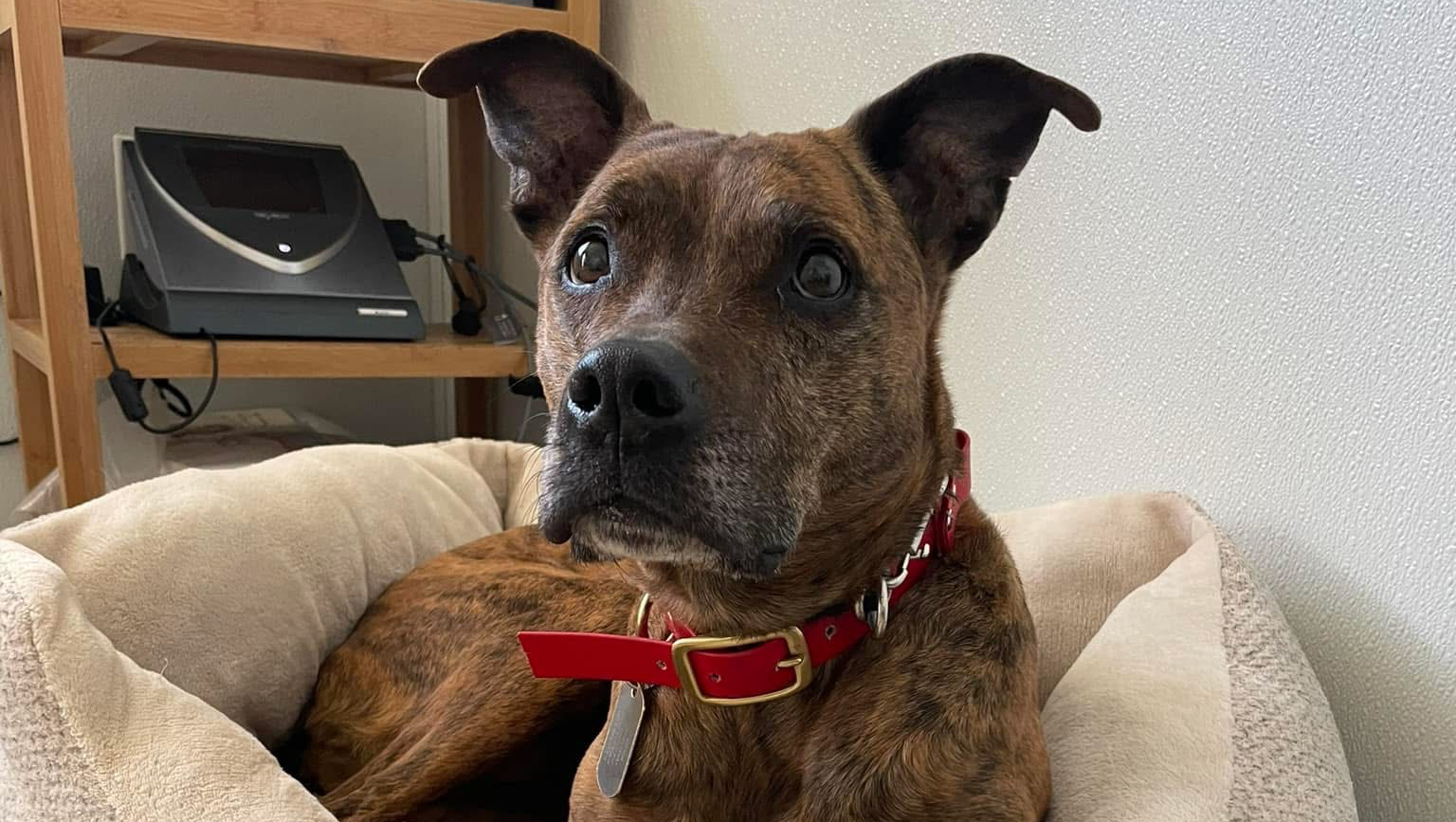 Help Jess Cover Dahbe’s Medical Bills photo