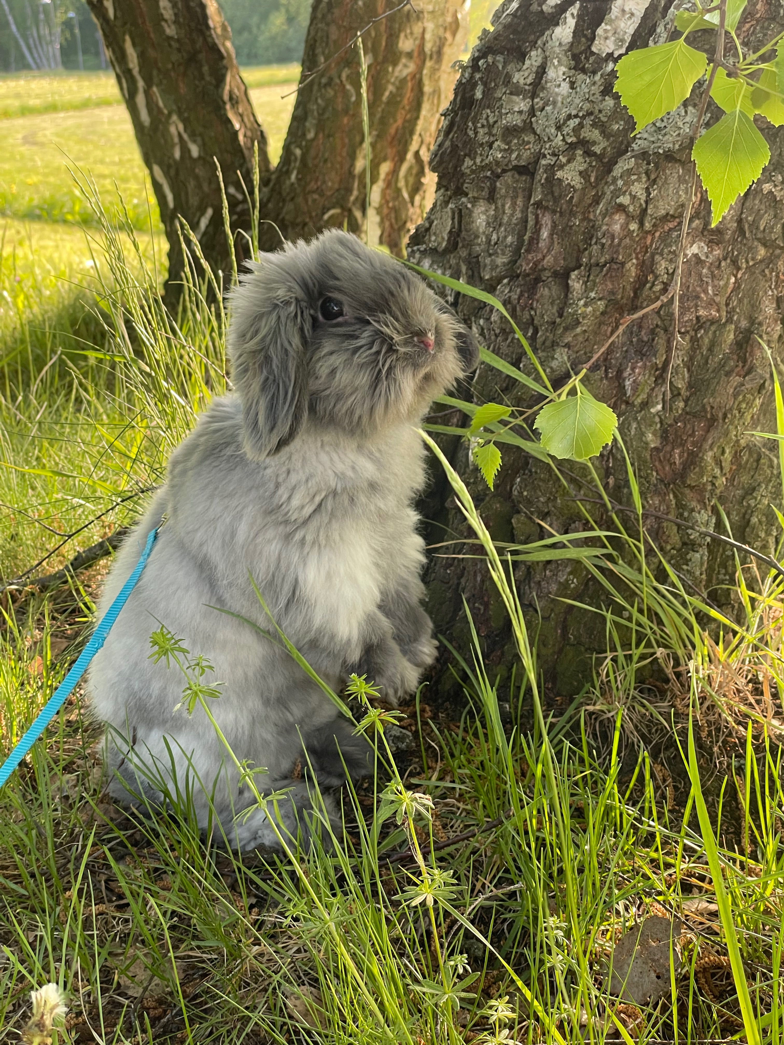 Help Us Save Jojo – Our Little Boy Needs surgery! campaign photo, 2 of 7