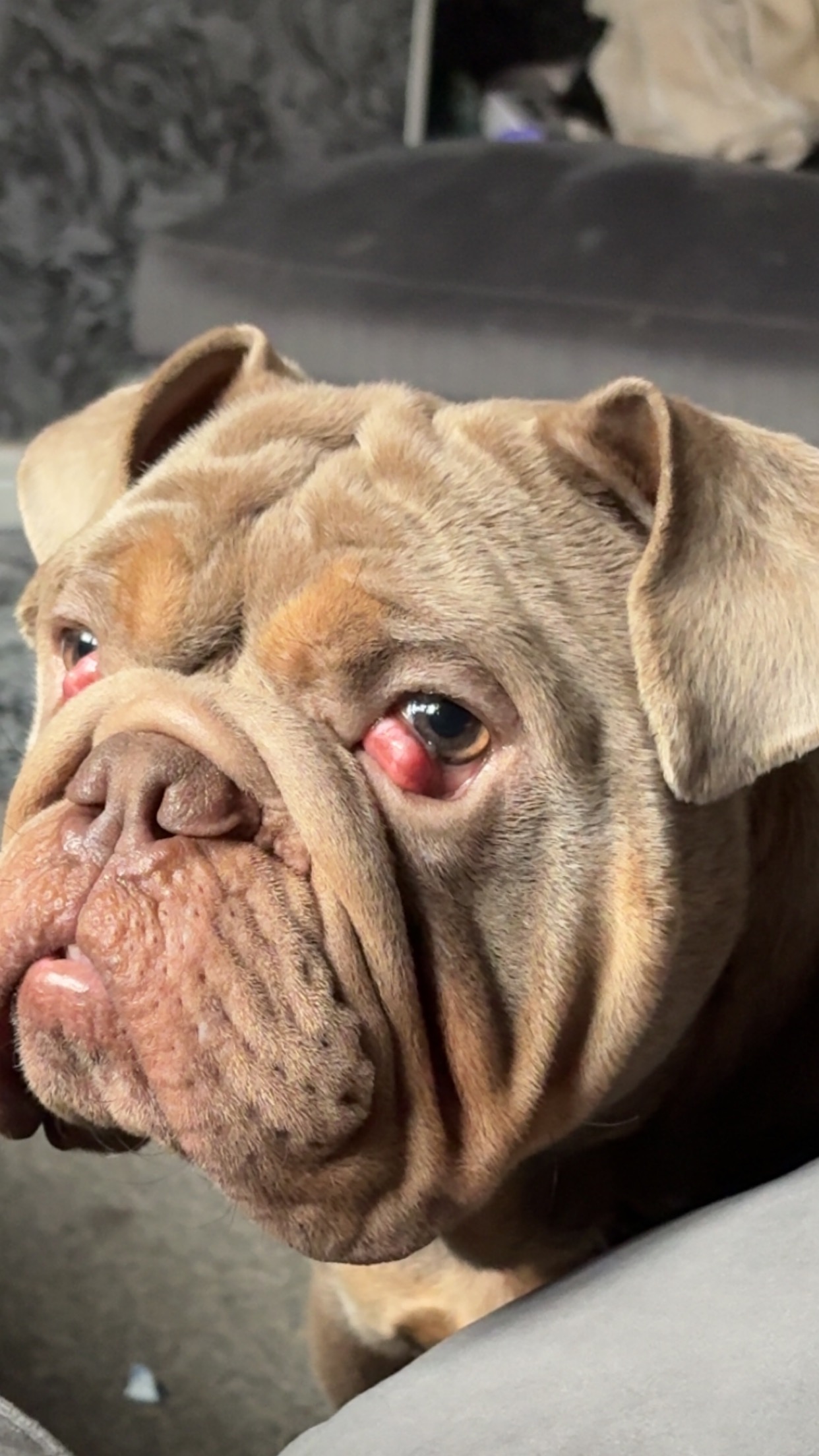 Sully Surgery Fundraiser by Georgia Okeefe : Help sully after pdsa refused his second ...