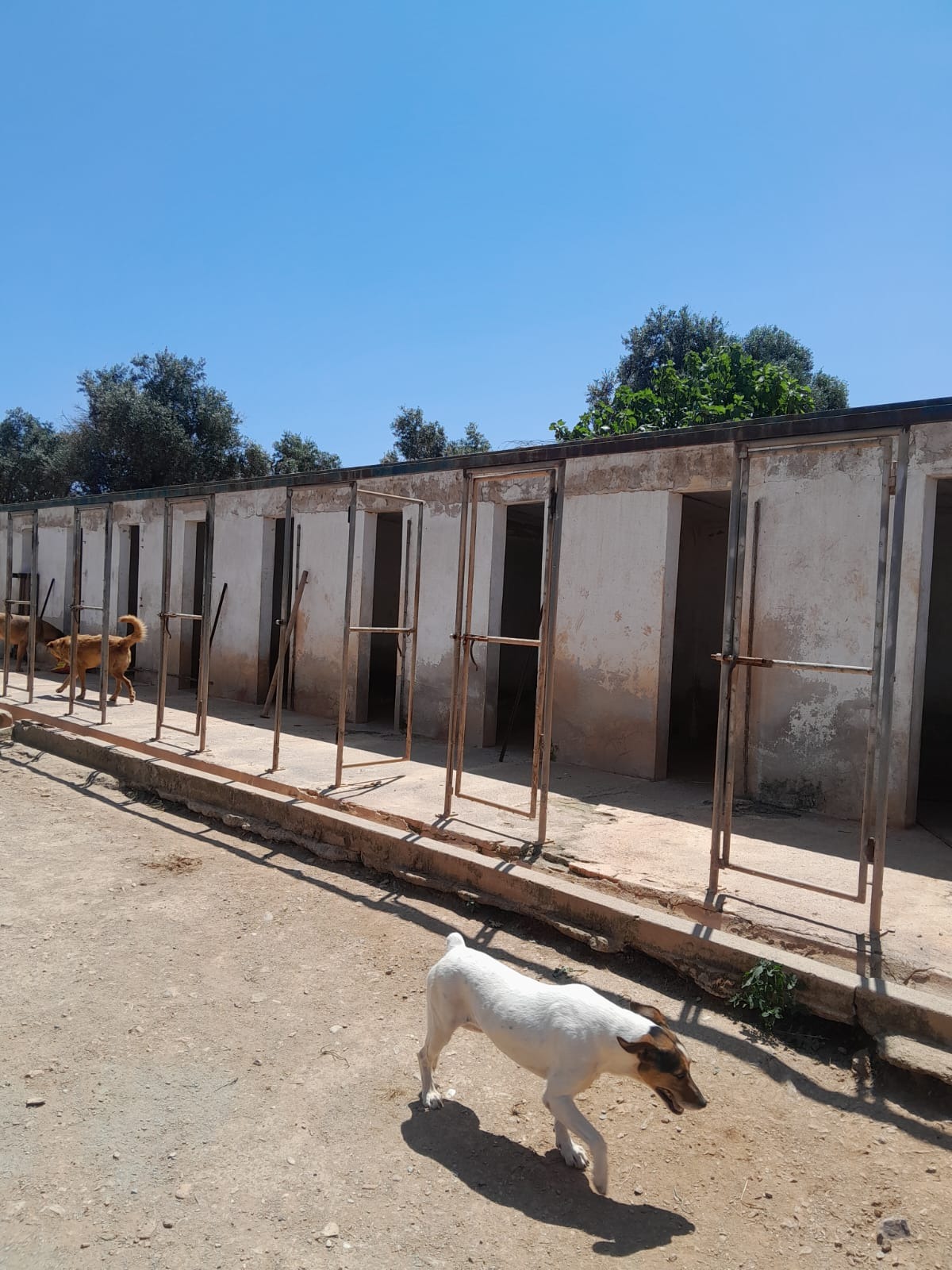 OBRAS NO CANIL DA SOS DOS ANIMAIS DE MOURA campaign photo, 7 of 8