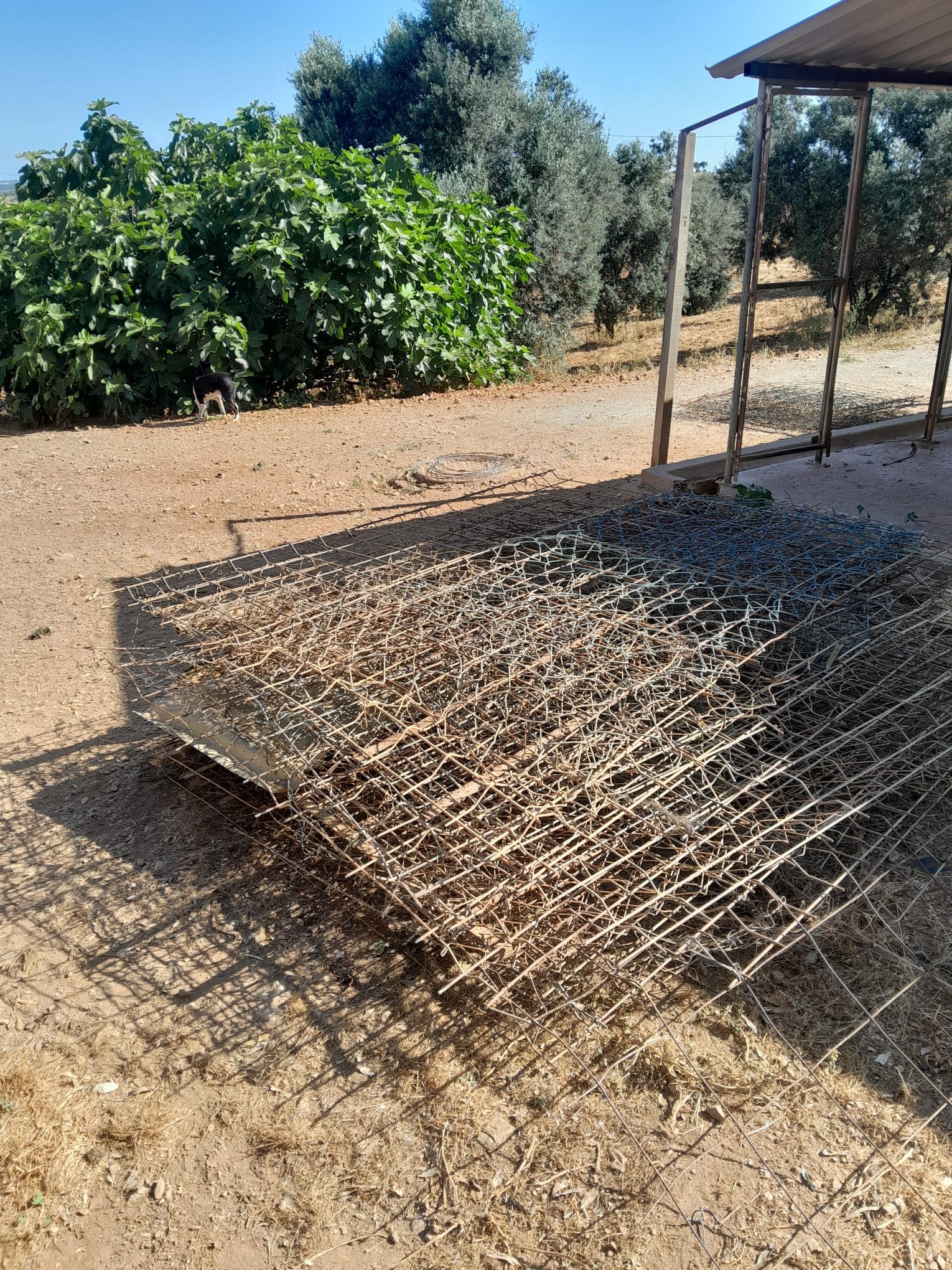 OBRAS NO CANIL DA SOS DOS ANIMAIS DE MOURA campaign photo, 2 of 8