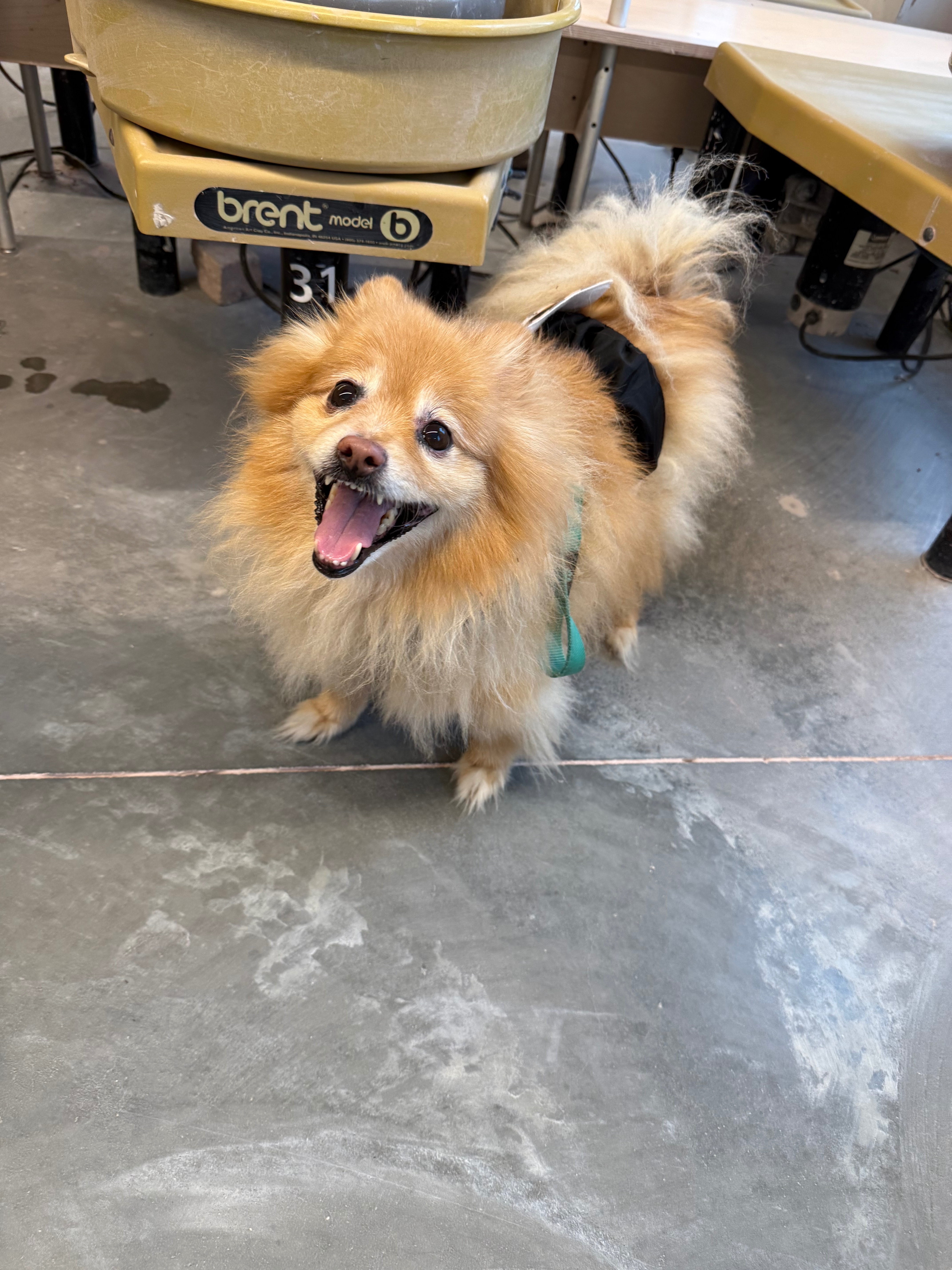 Help Charlie Breathe Again: Urgent Surgery Needed campaign photo, 2 of 8