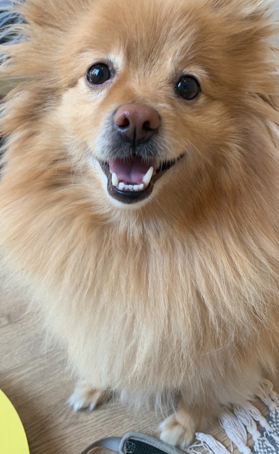 Help Charlie Breathe Again: Urgent Surgery Needed campaign photo, 5 of 8