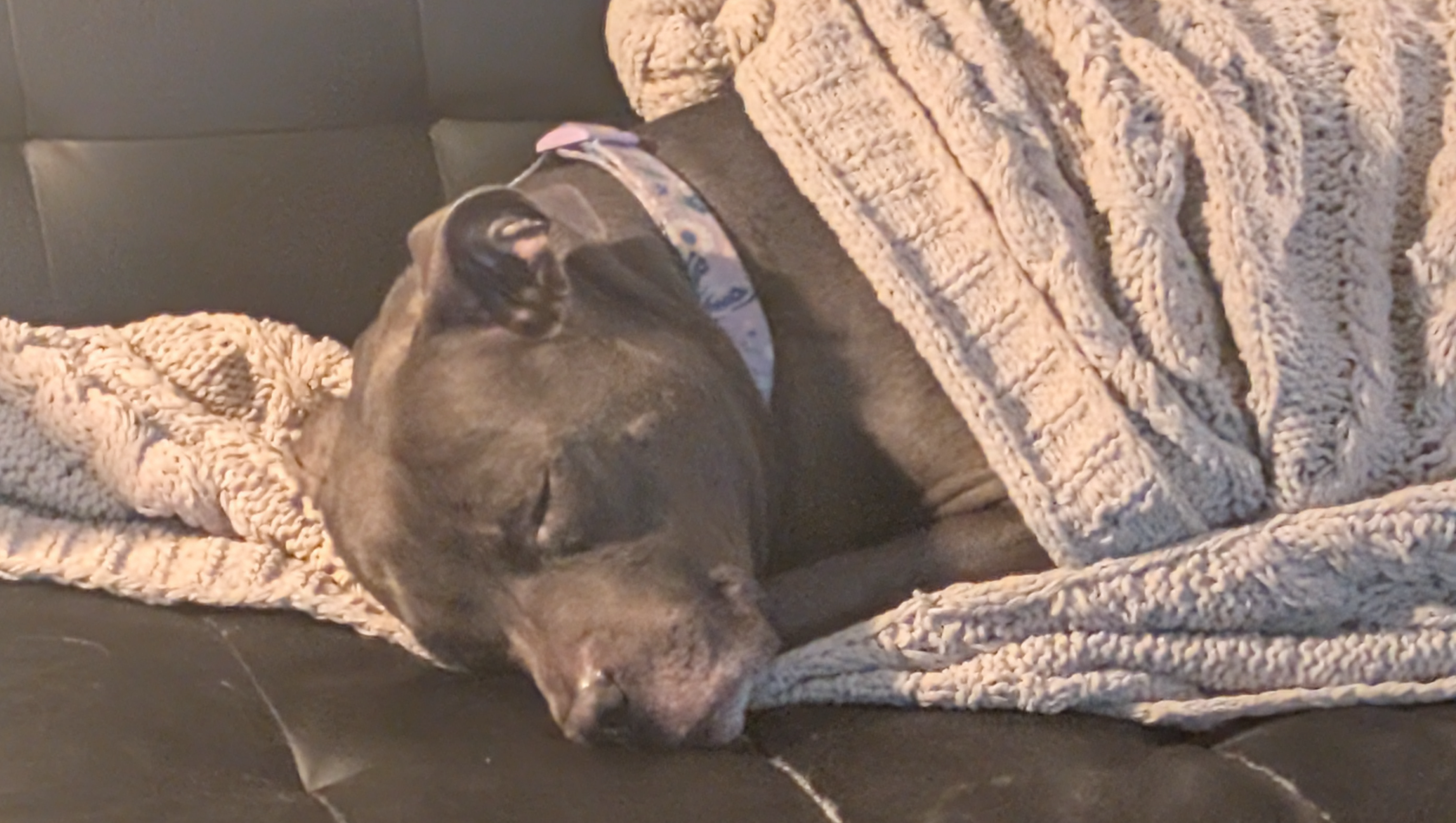 Save Violet: Time-Sensitive Surgery Fund photo