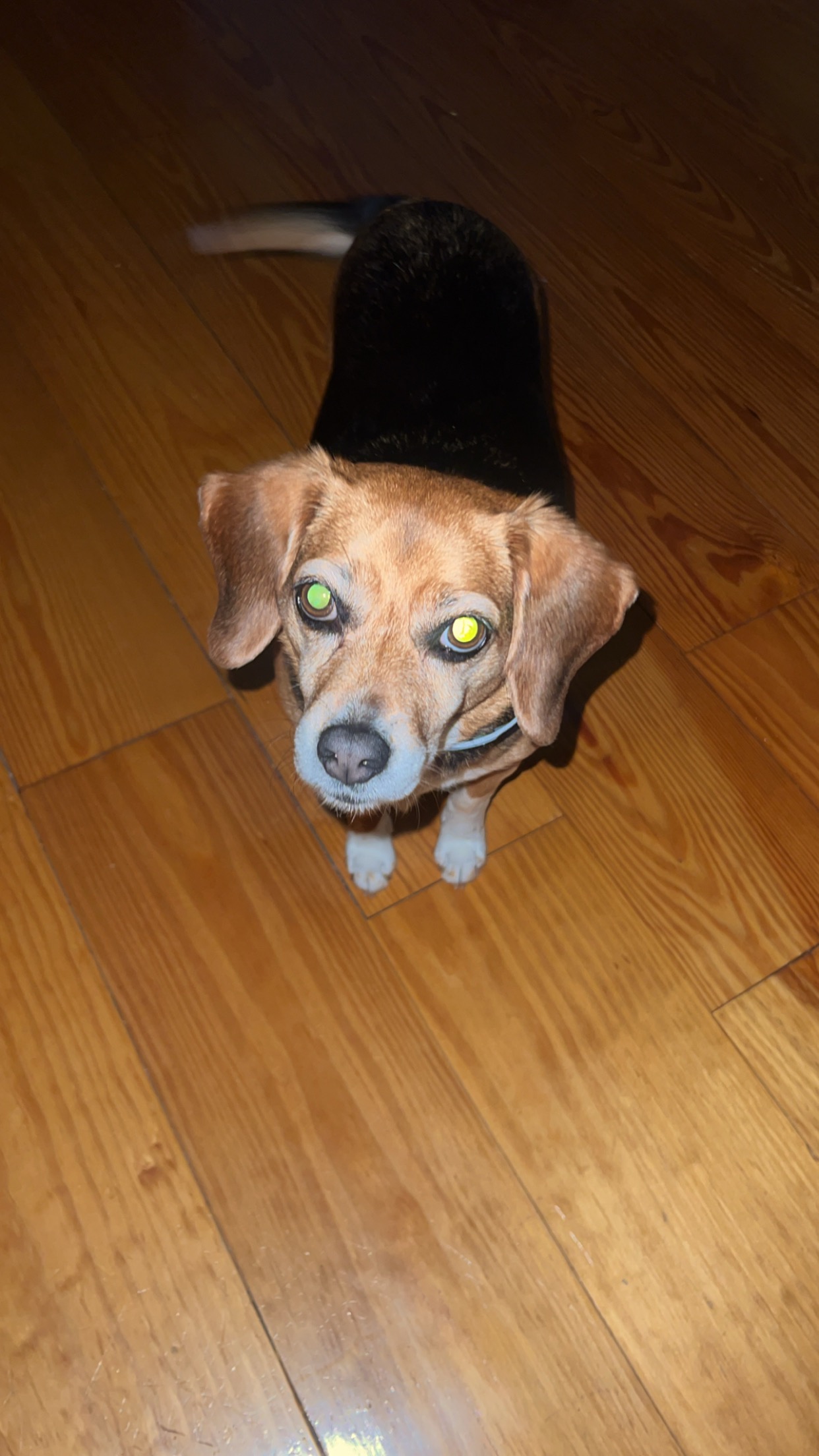 Save Sadie: Urgent Surgery Needed campaign photo, 6 of 6