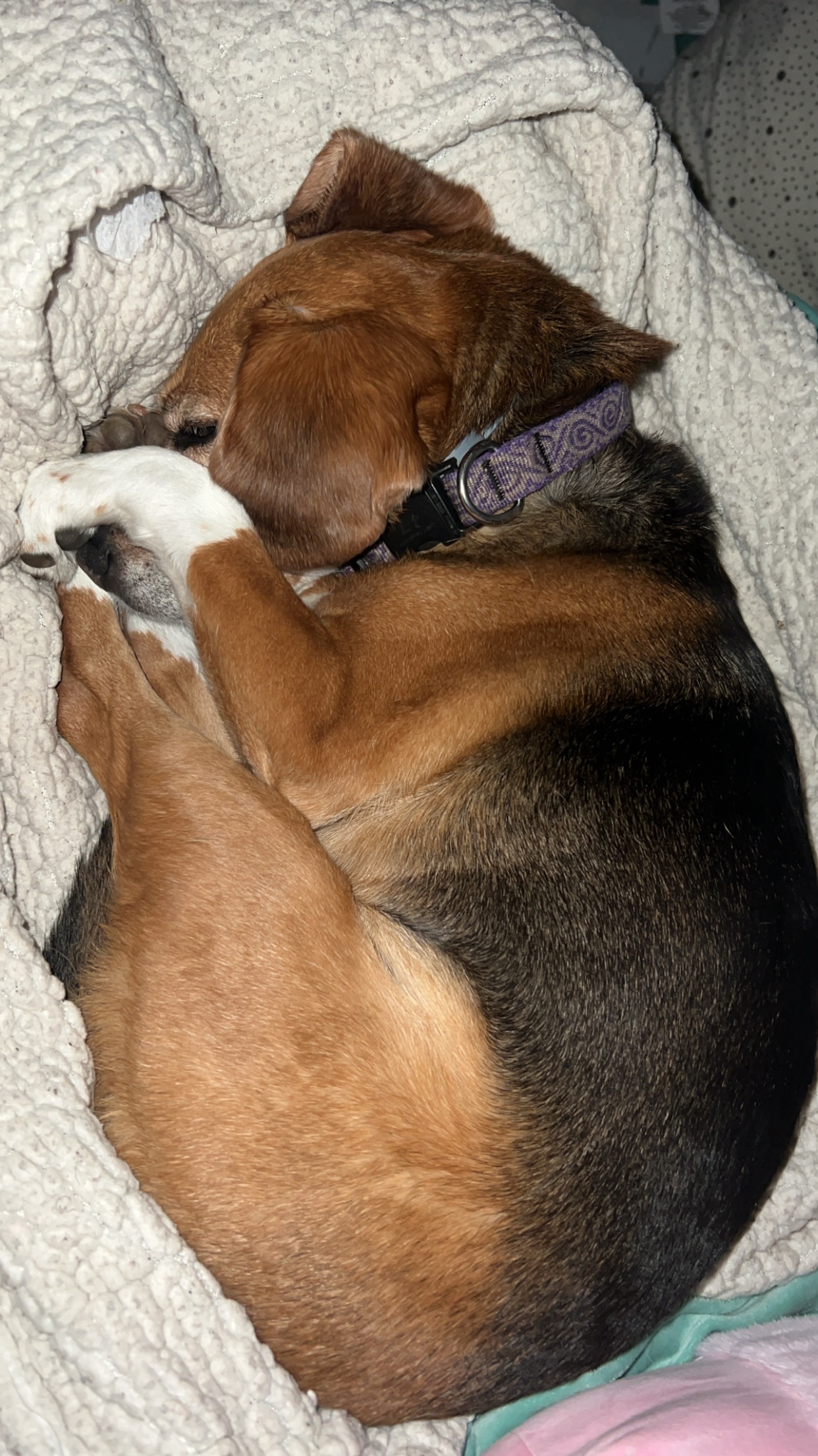 Save Sadie: Urgent Surgery Needed campaign photo, 2 of 6