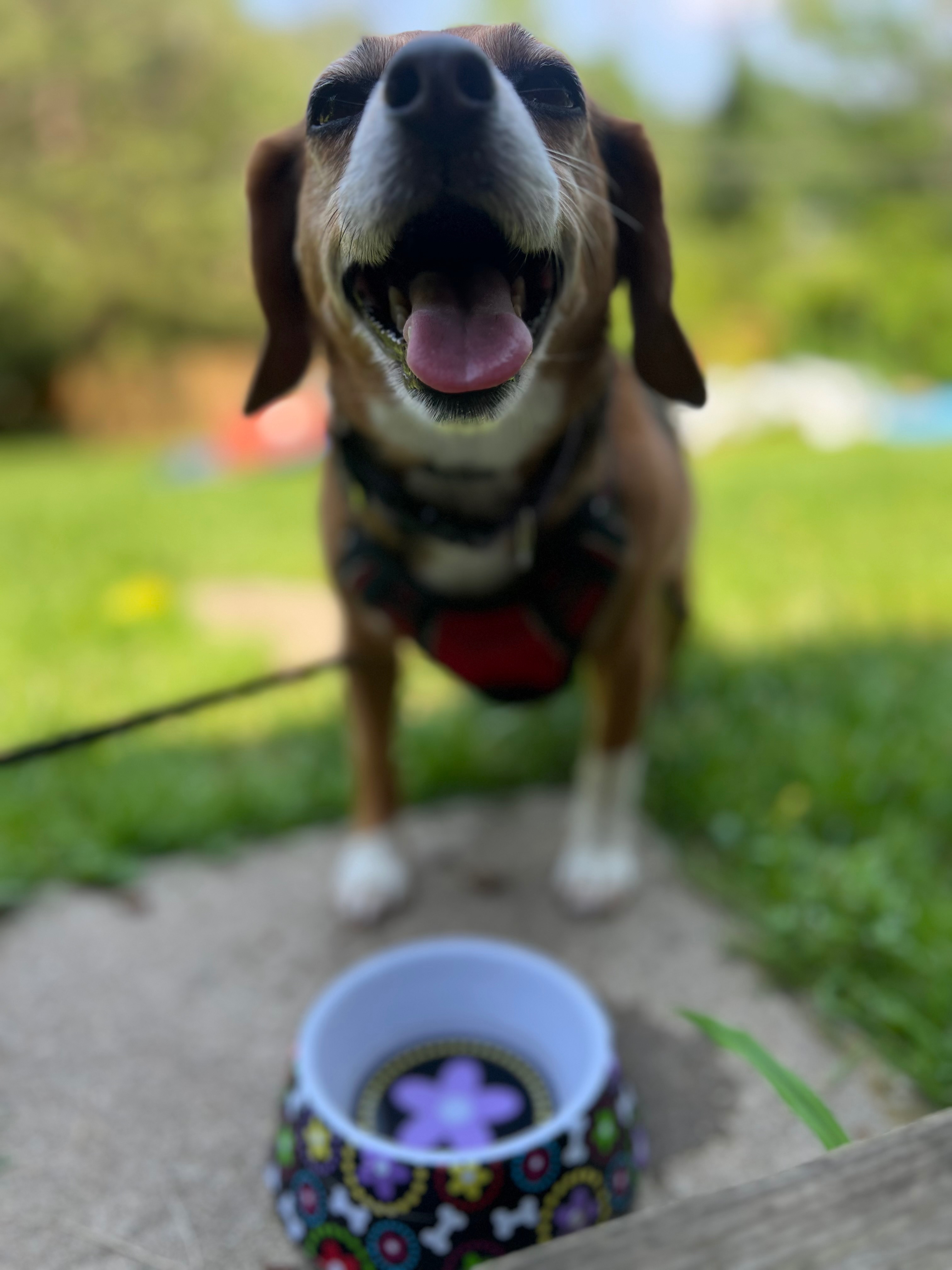 Save Sadie: Urgent Surgery Needed campaign photo, 4 of 6
