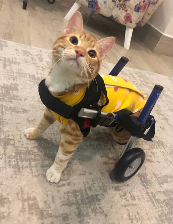 Help Simba Get the Vet Care He Needs campaign photo, 2 of 5