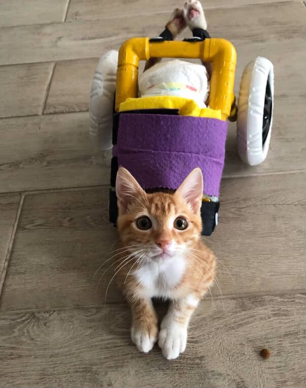 Help Simba Get the Vet Care He Needs campaign photo, 4 of 5