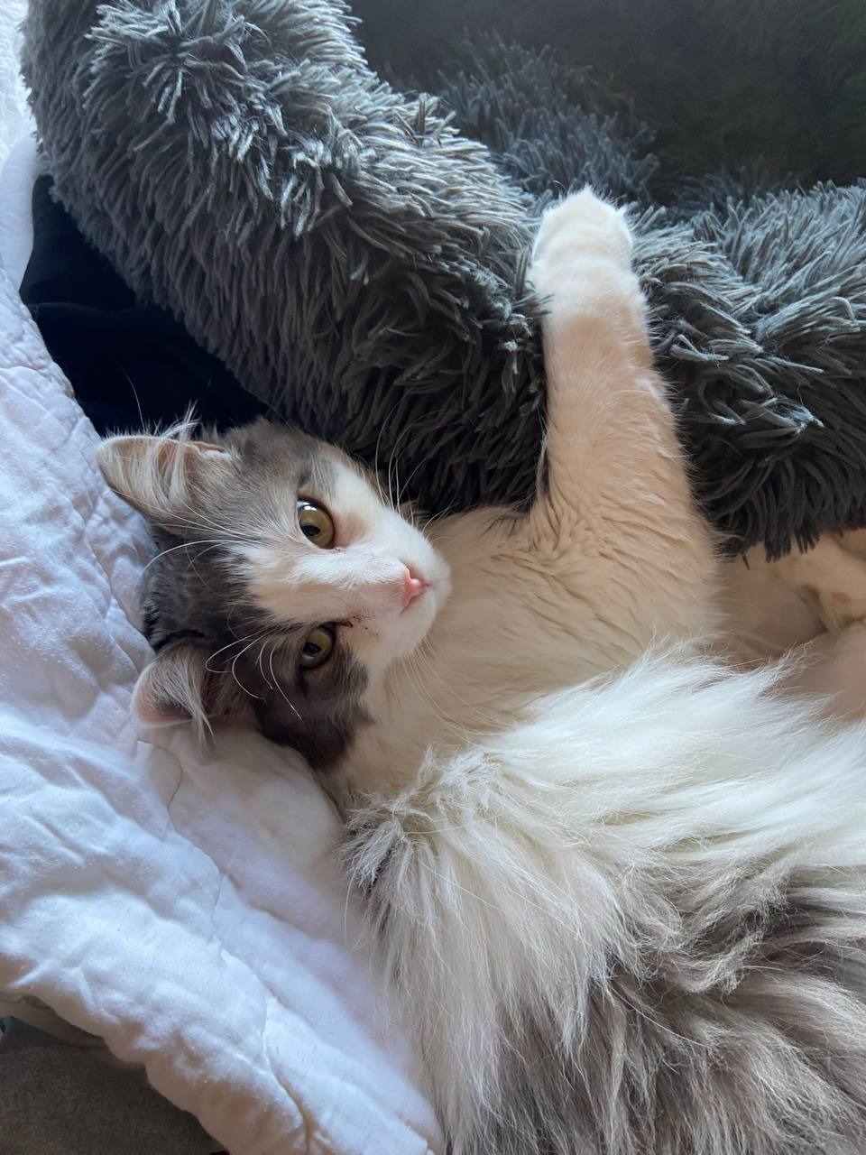 Buon Natale, Frohe Weihnachten, God Jul, Happy Christmas, Joyeux Noël,  Kellemes Karácsonyt to our wonderful international family of cat friends,  and most especially to the volunteers and kitties at Torre Argentina.  😻❤️😻❤️, image size:960x1280