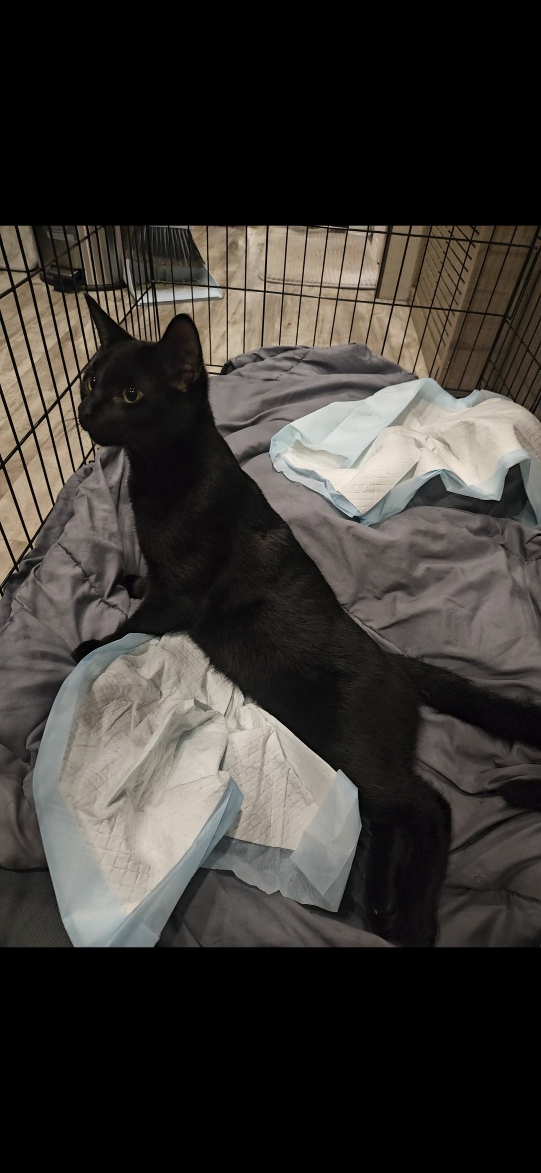 Help Batman Walk Again: Support His Surgery campaign photo, 5 of 6