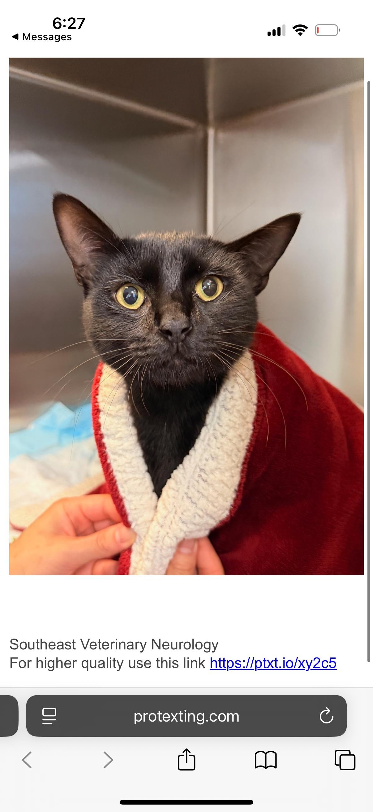 Help Batman Walk Again: Support His Surgery campaign photo, 4 of 6