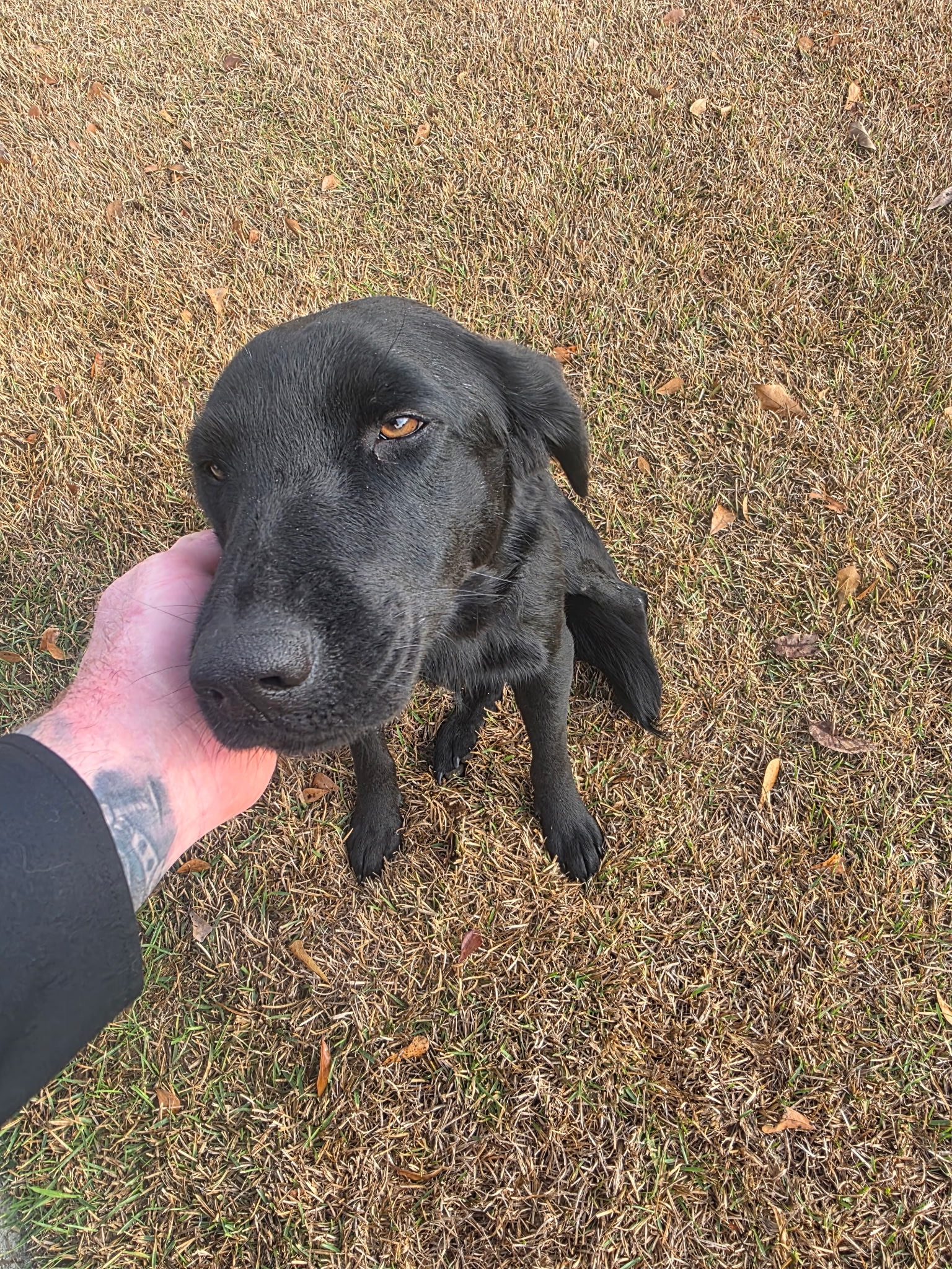 Give Lucy a Second Chance at a Happy Life campaign photo, 2 of 5