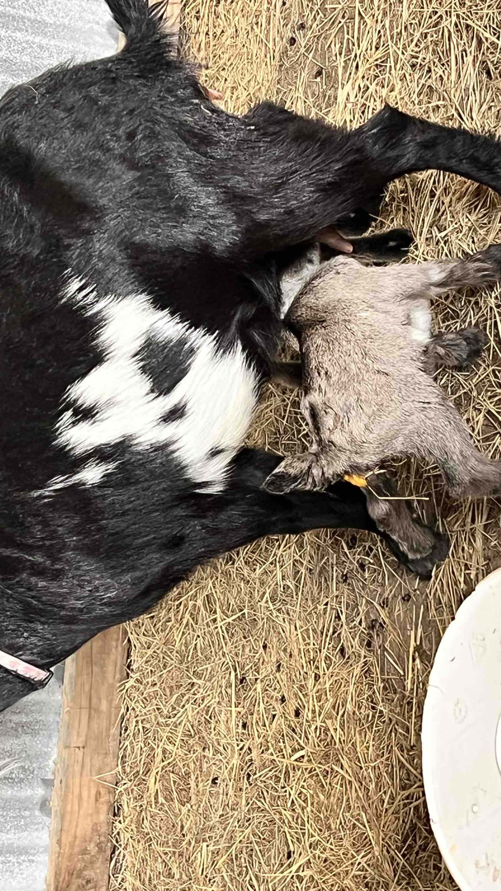 Help Karen & Her Small Farm Through Recovery pinned link photo