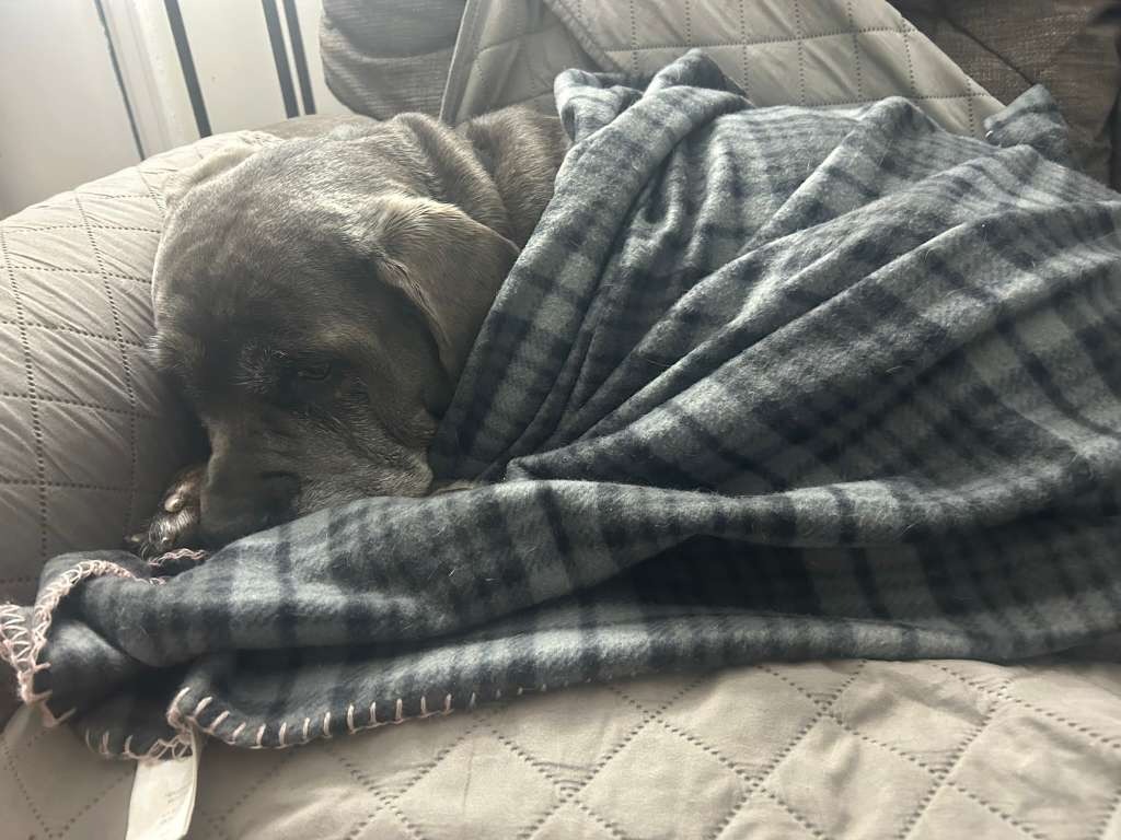 Help Rita: Senior Rescue Needs Surgery campaign photo, 7 of 8