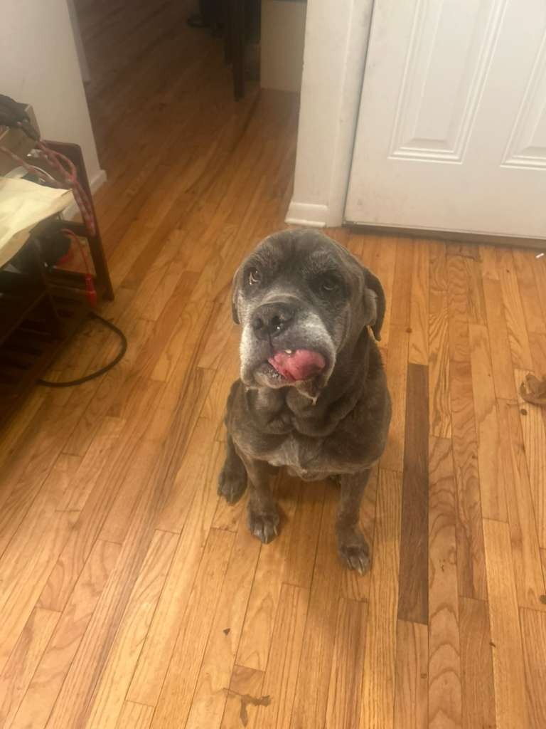 Help Rita: Senior Rescue Needs Surgery campaign photo, 2 of 8