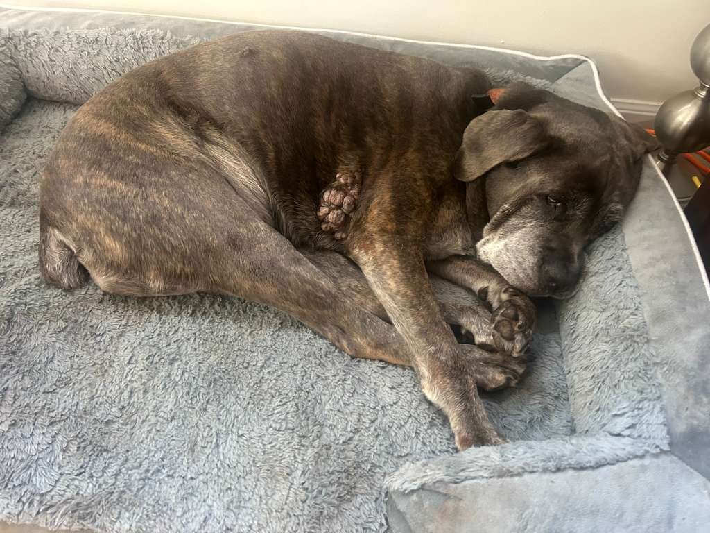Help Rita: Senior Rescue Needs Surgery campaign photo, 4 of 8
