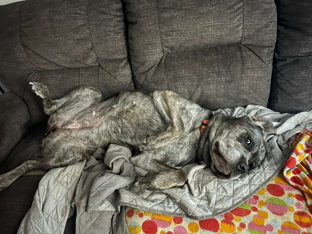 Help Rita: Senior Rescue Needs Surgery campaign photo, 5 of 8