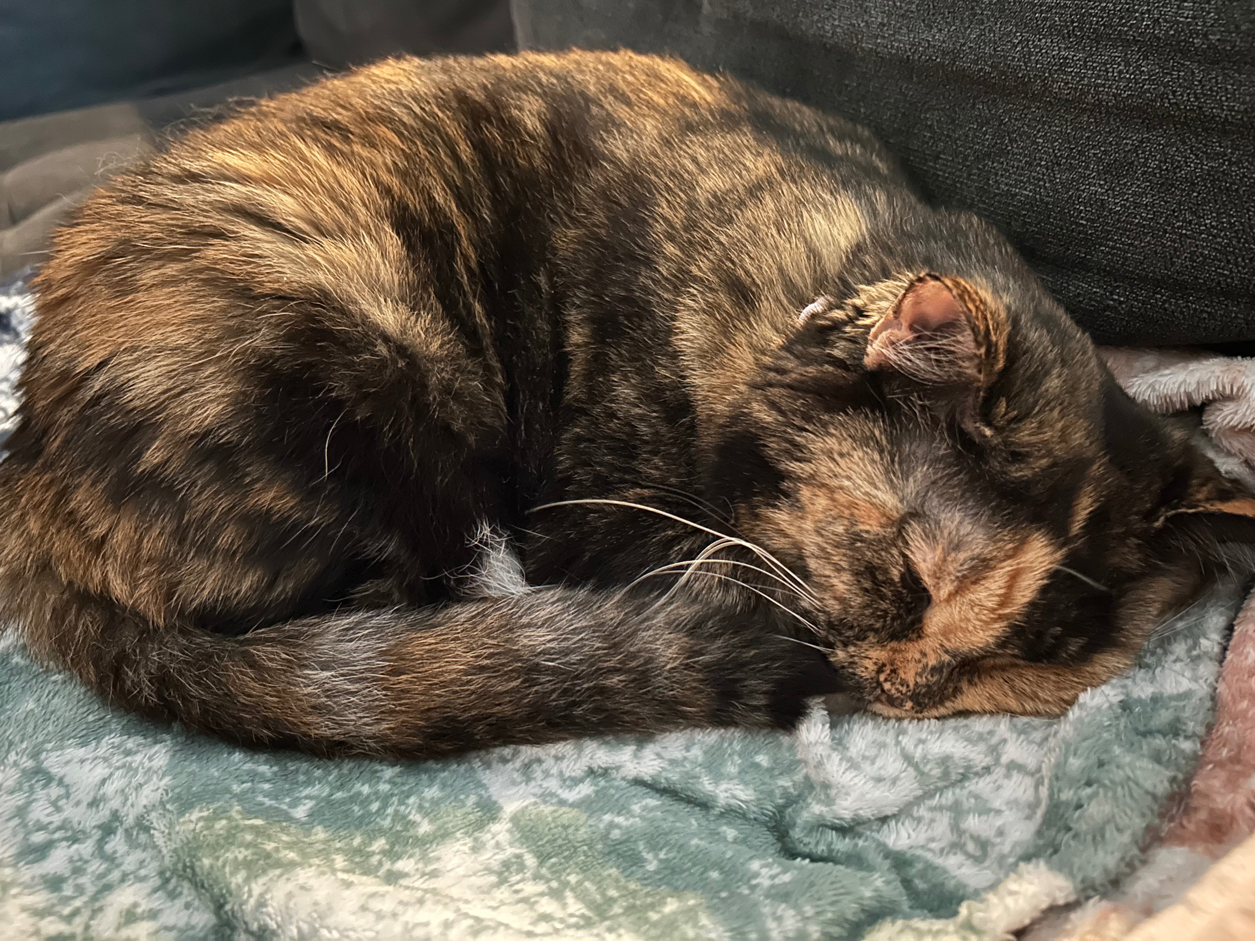 Support Missy's Vet Bills & Care Recovery campaign photo, 6 of 7