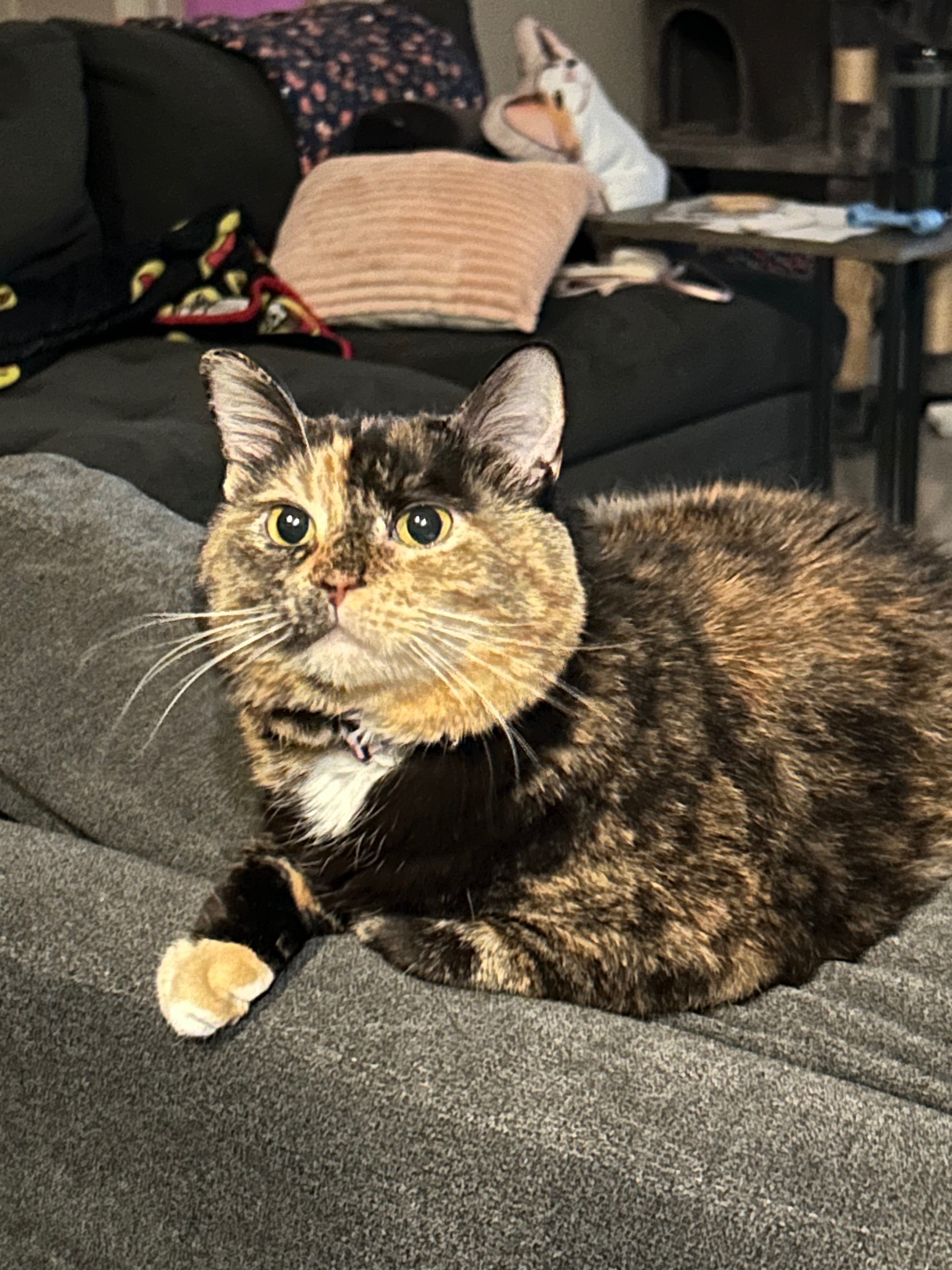 Support Missy's Vet Bills & Care Recovery campaign photo, 4 of 7