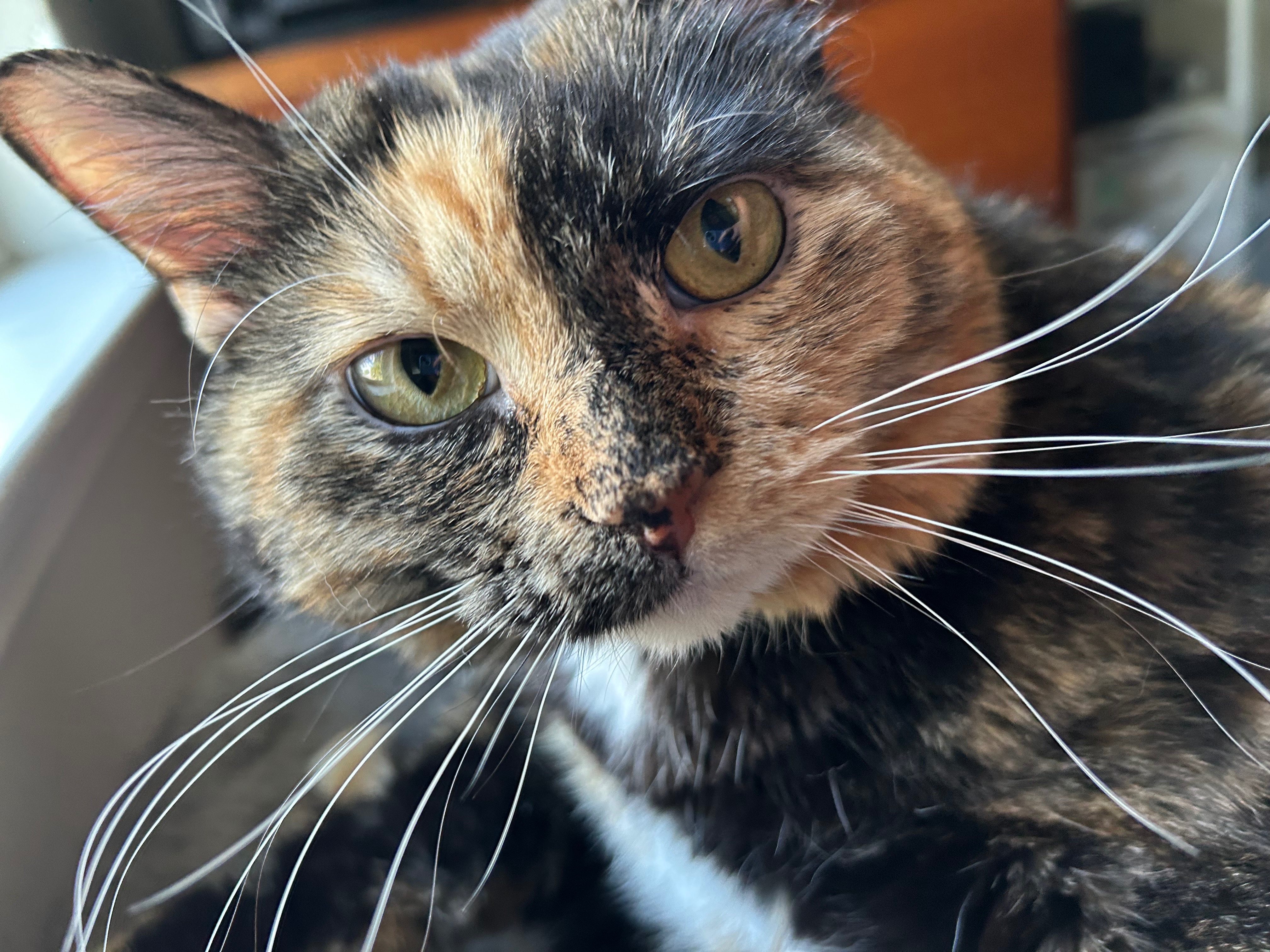 Support Missy's Vet Bills & Care Recovery campaign photo, 5 of 7