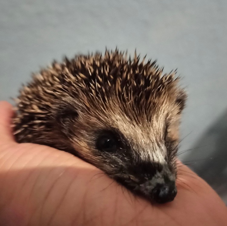 Bitte hilf uns kleine Igel leben zu retten campaign photo, 7 of 8