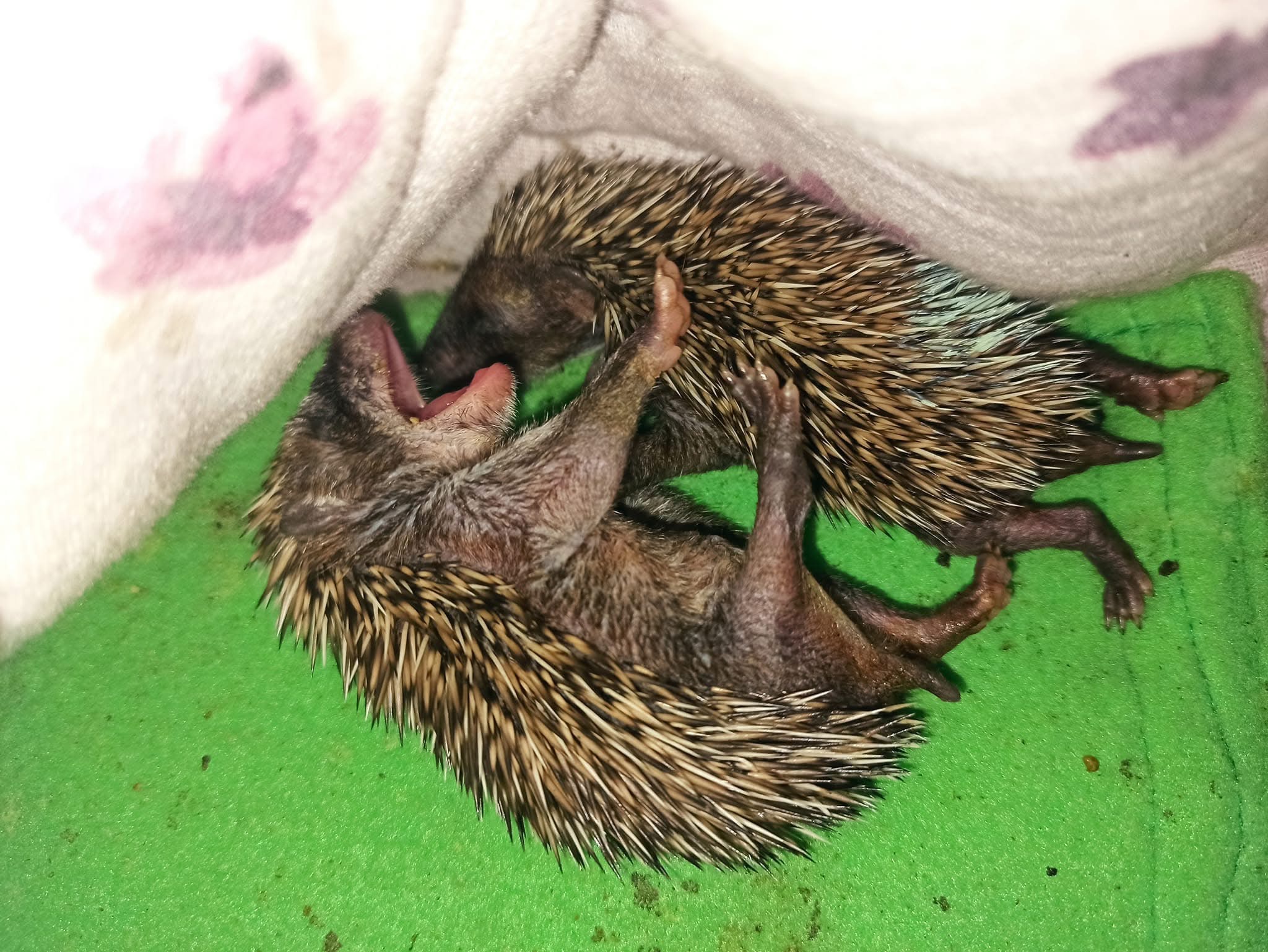 Bitte hilf uns kleine Igel leben zu retten campaign photo, 2 of 8
