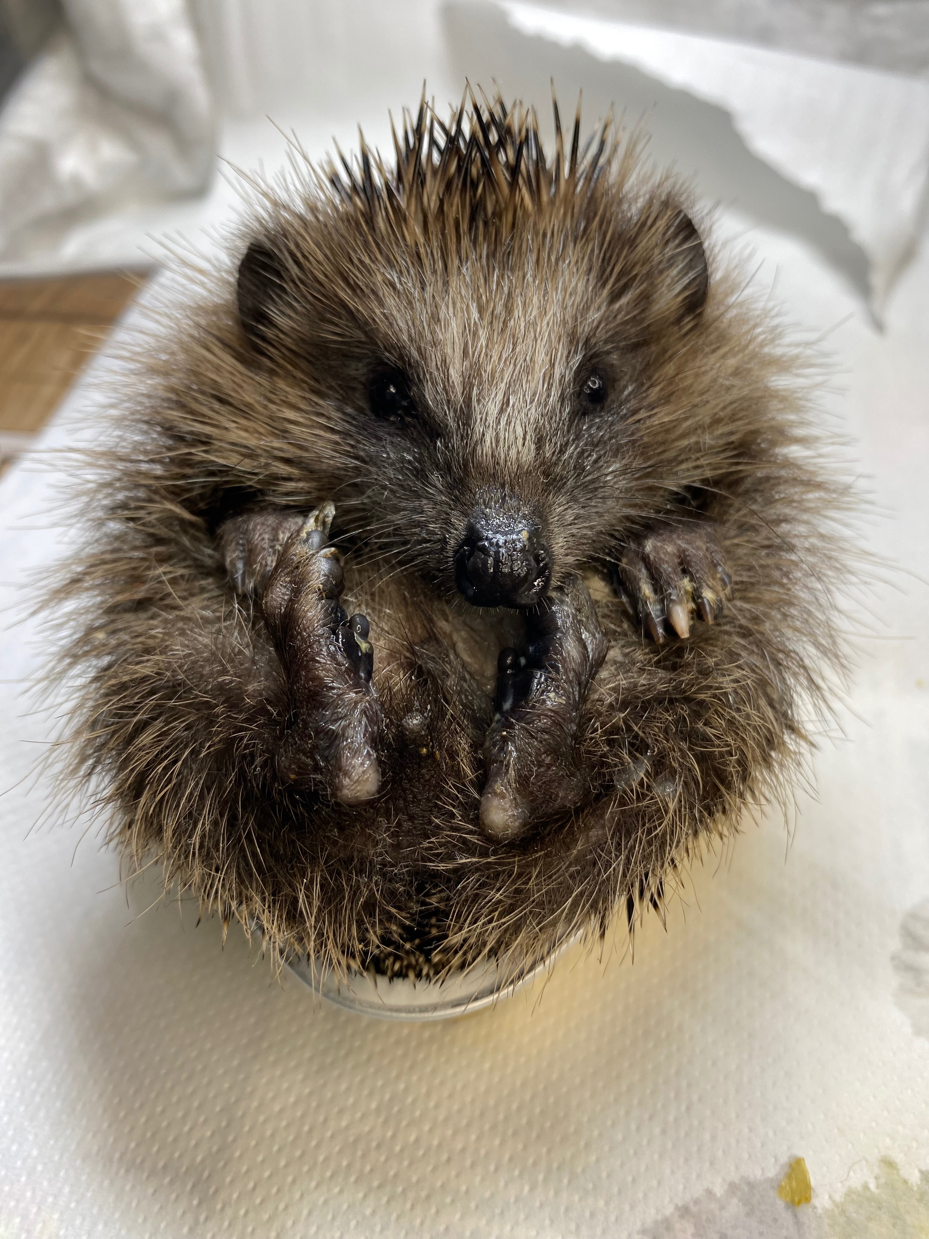 Bitte hilf uns kleine Igel leben zu retten campaign photo, 4 of 8