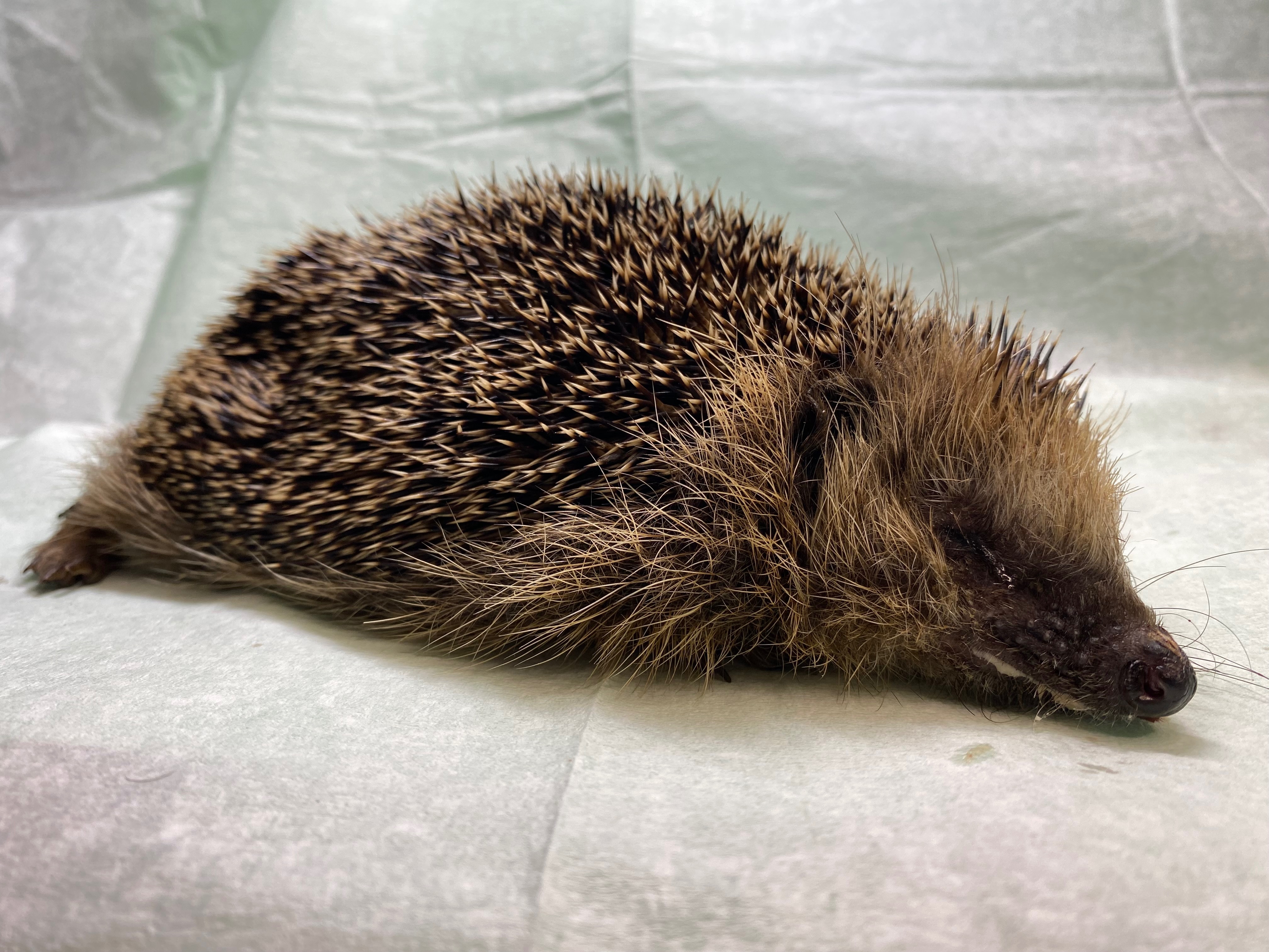 Bitte hilf uns kleine Igel leben zu retten campaign photo, 5 of 8