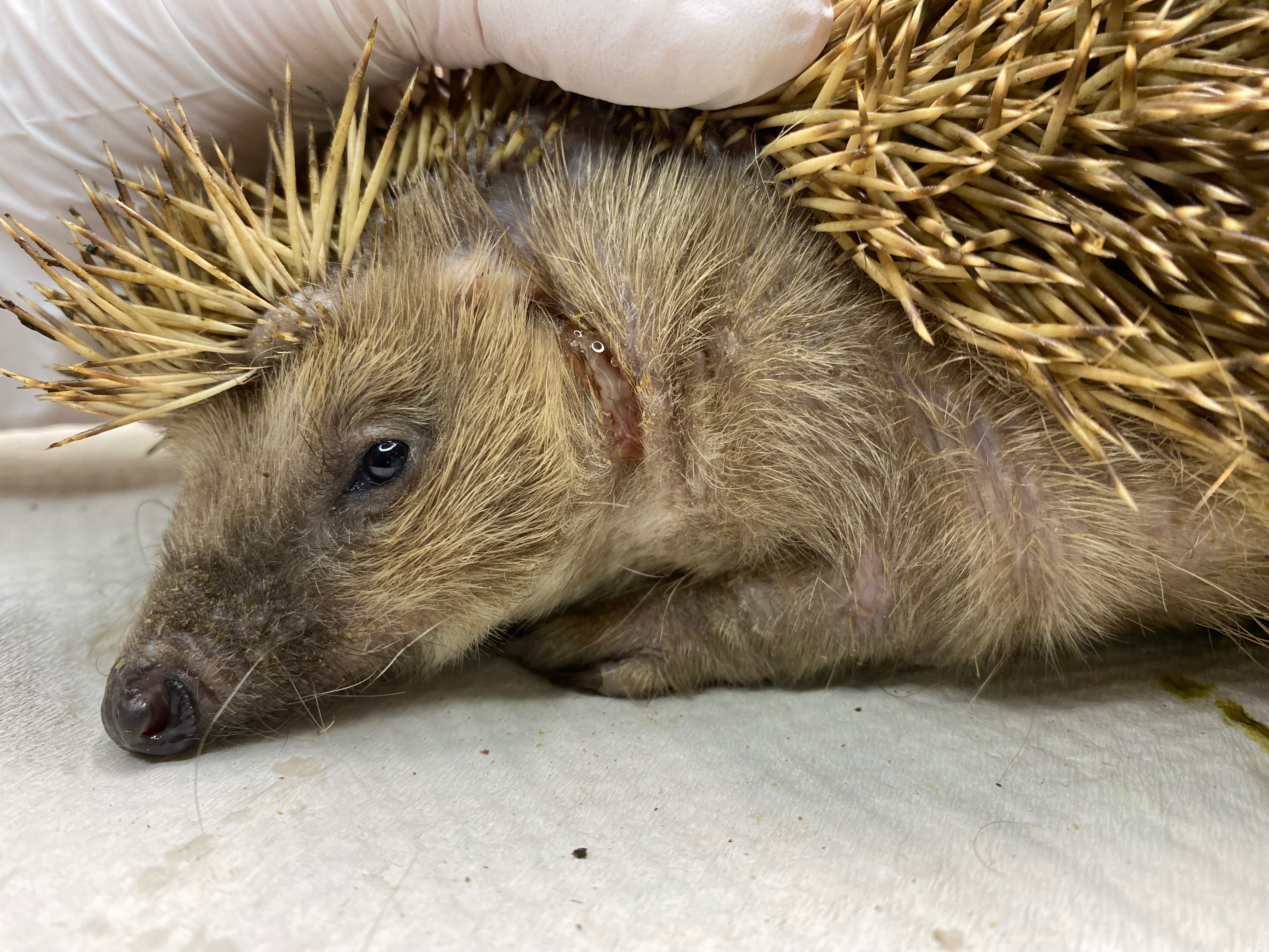 Bitte hilf uns kleine Igel leben zu retten campaign photo, 6 of 8