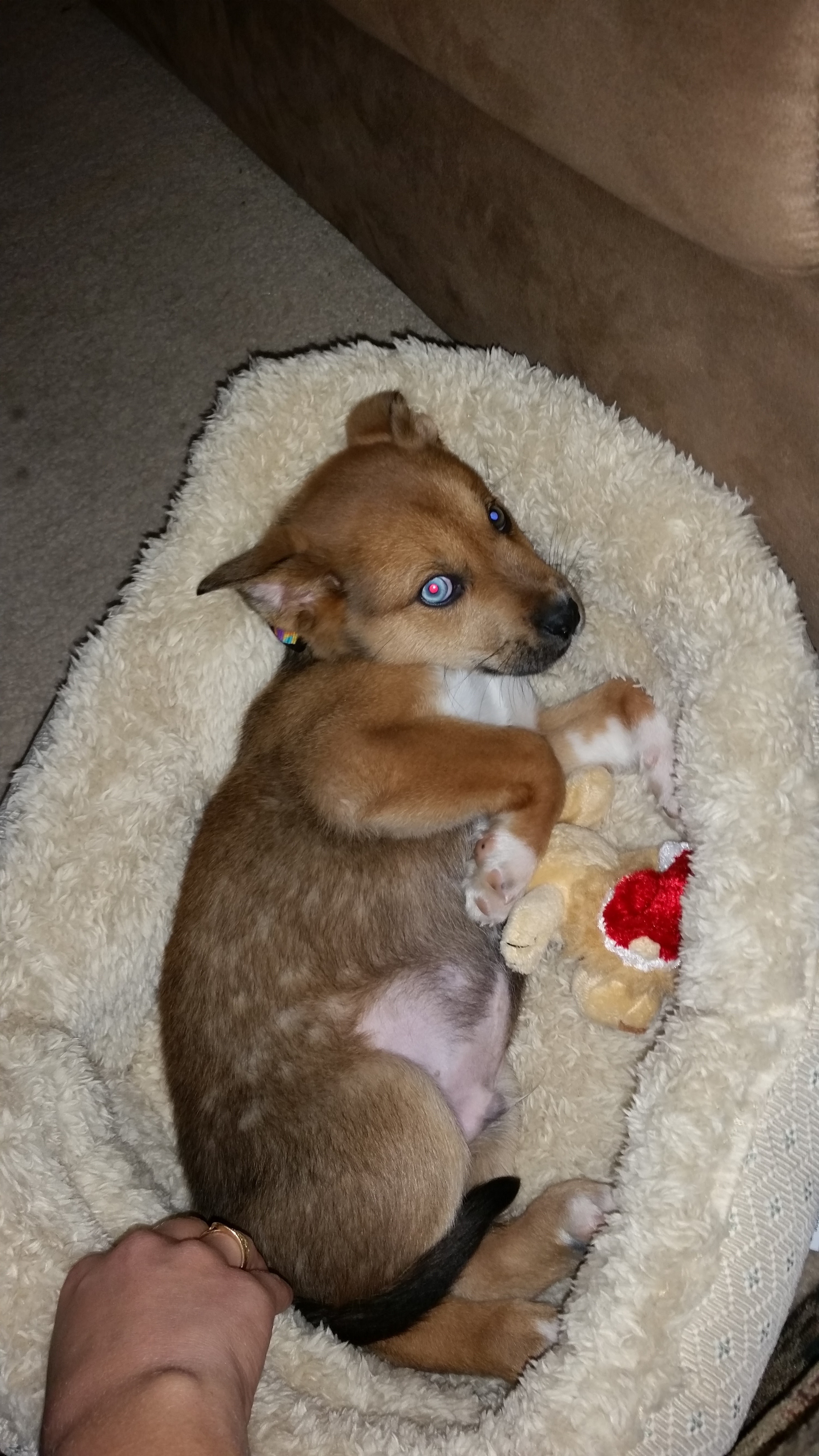 Support Walter’s Surgery and Recovery campaign photo, 2 of 8