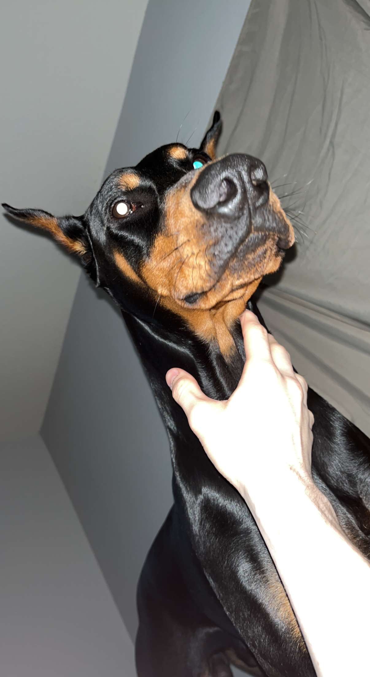 Help Zeus Get Life-Saving Surgery campaign photo, 4 of 6