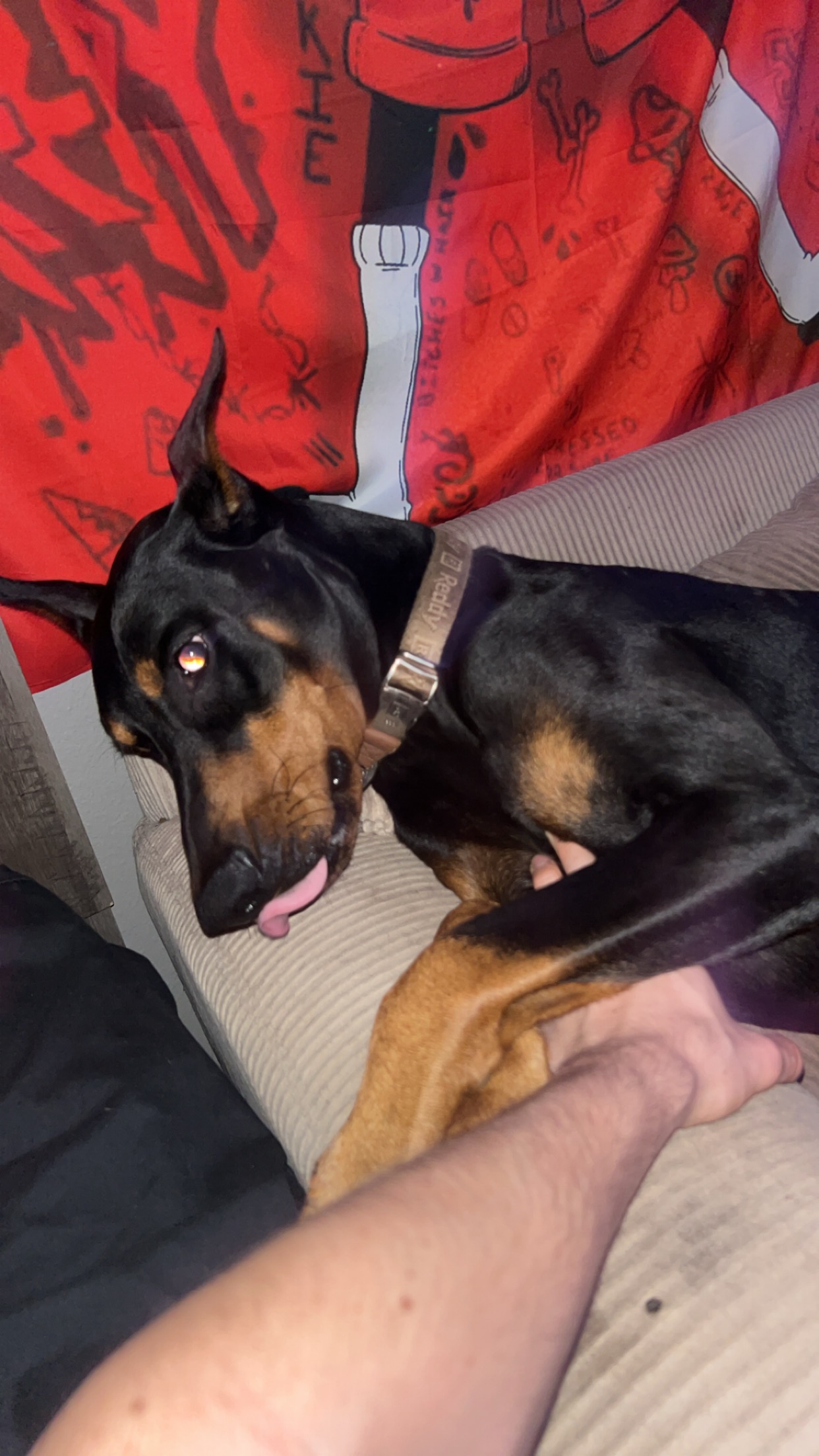 Help Zeus Get Life-Saving Surgery campaign photo, 5 of 6