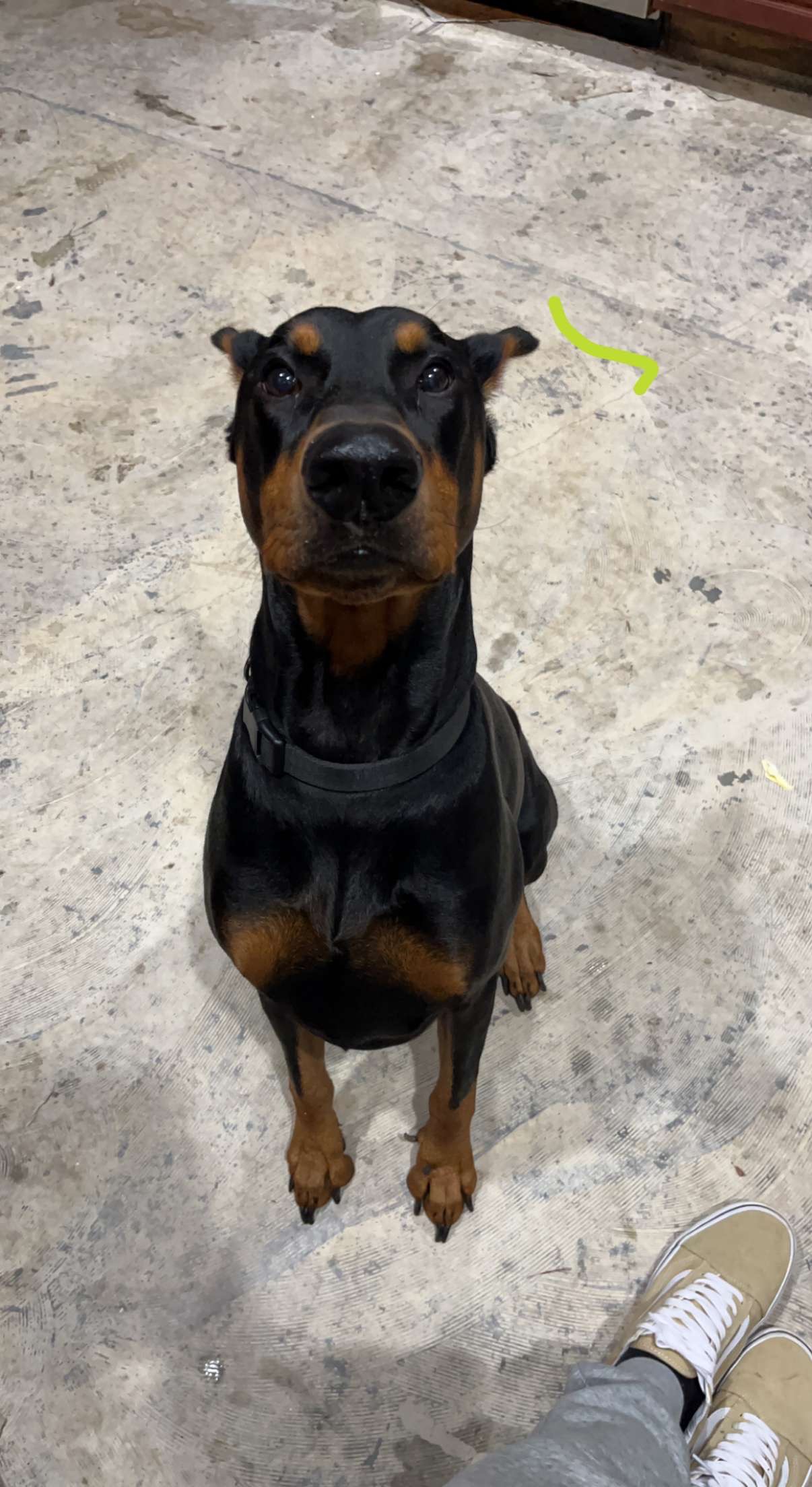 Help Zeus Get Life-Saving Surgery campaign photo, 2 of 6