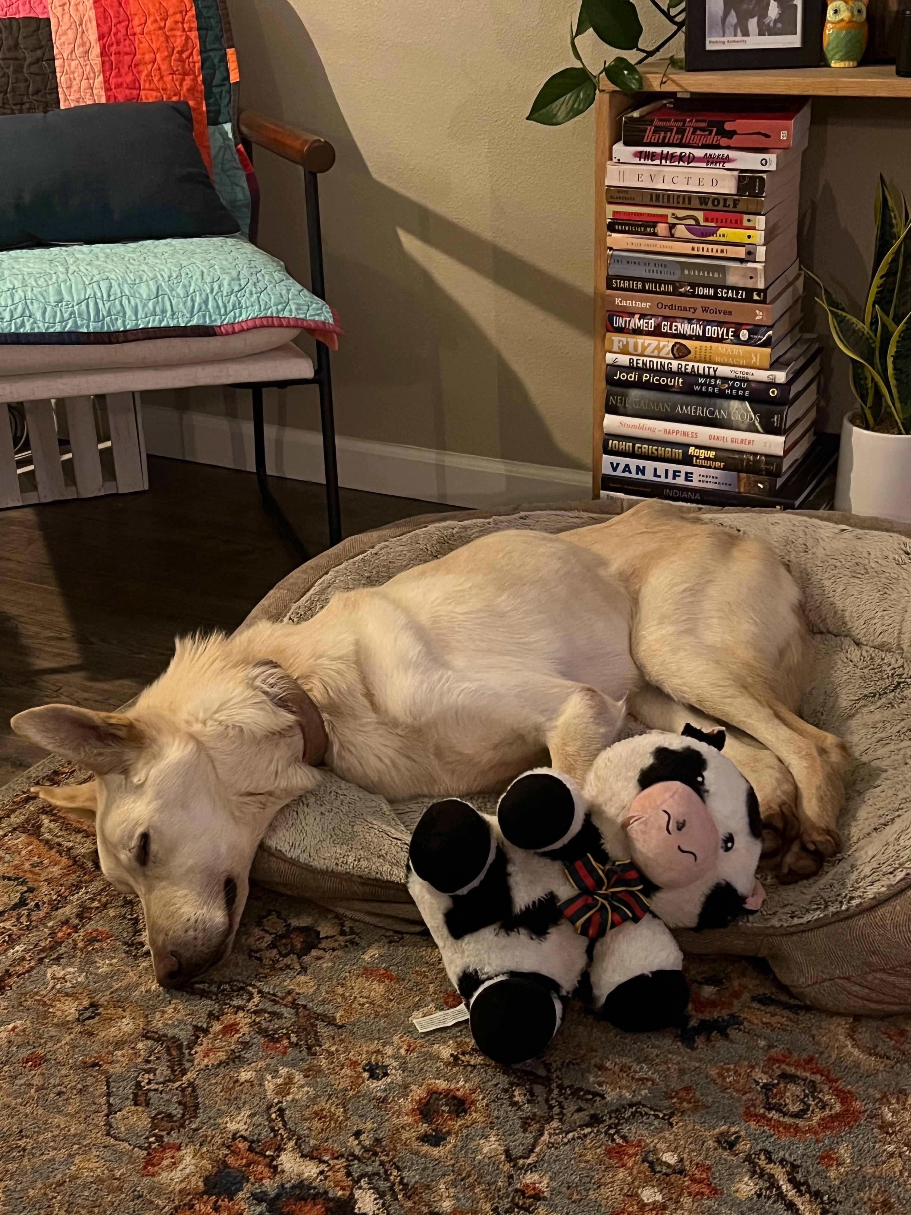 Help Jesus (the dog) Get Knee Surgery campaign photo, 7 of 8